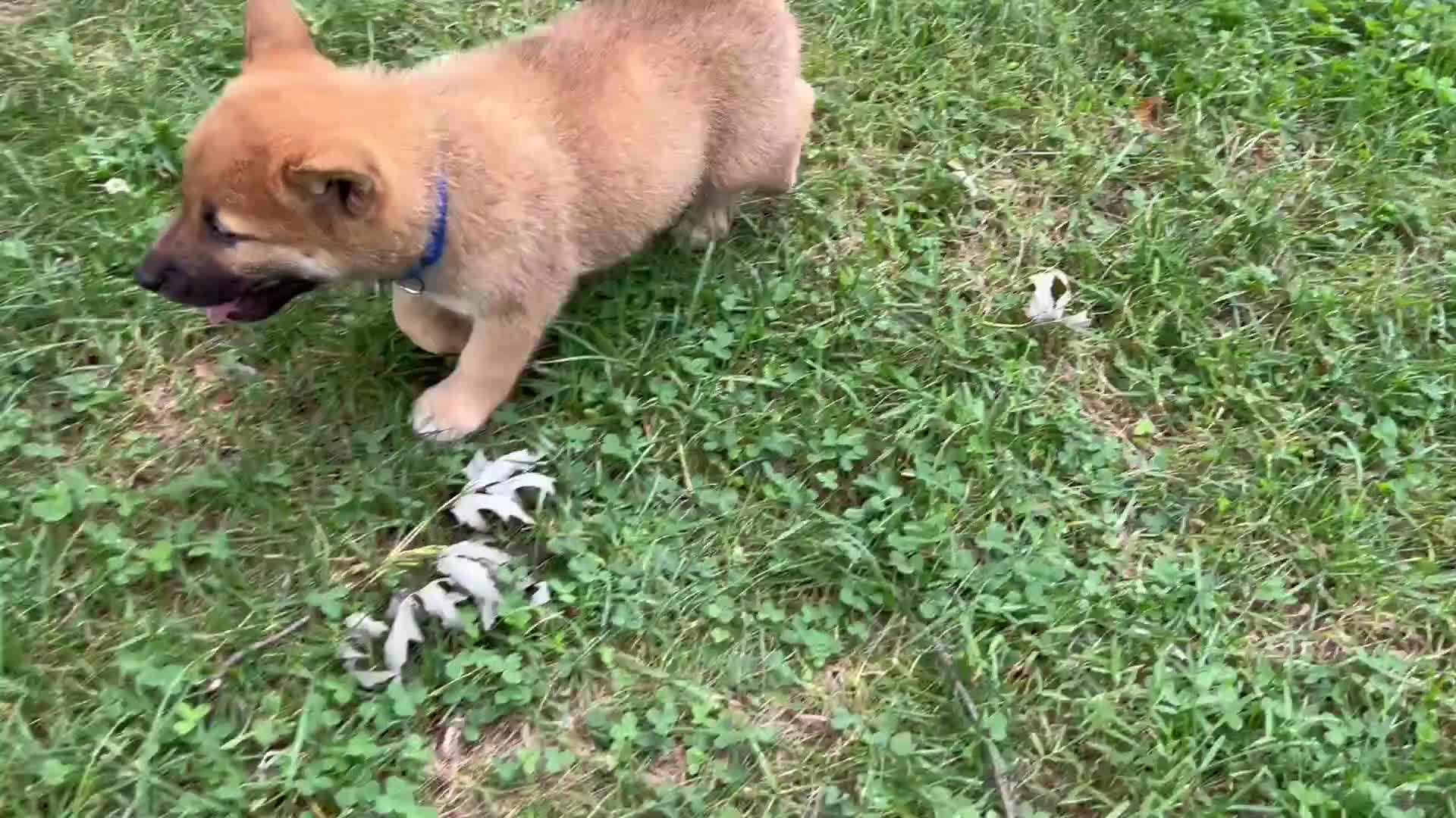 Shiba Inu dogs for sale: Pepper - Video 1
