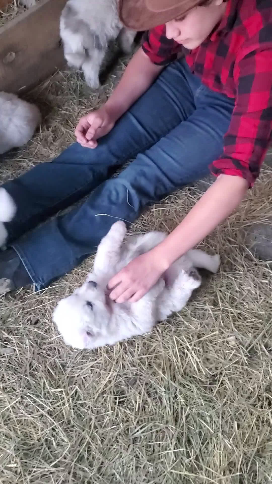 Great Pyrenees dogs for sale: Great Pyrenees Puppy 3 - Video 1