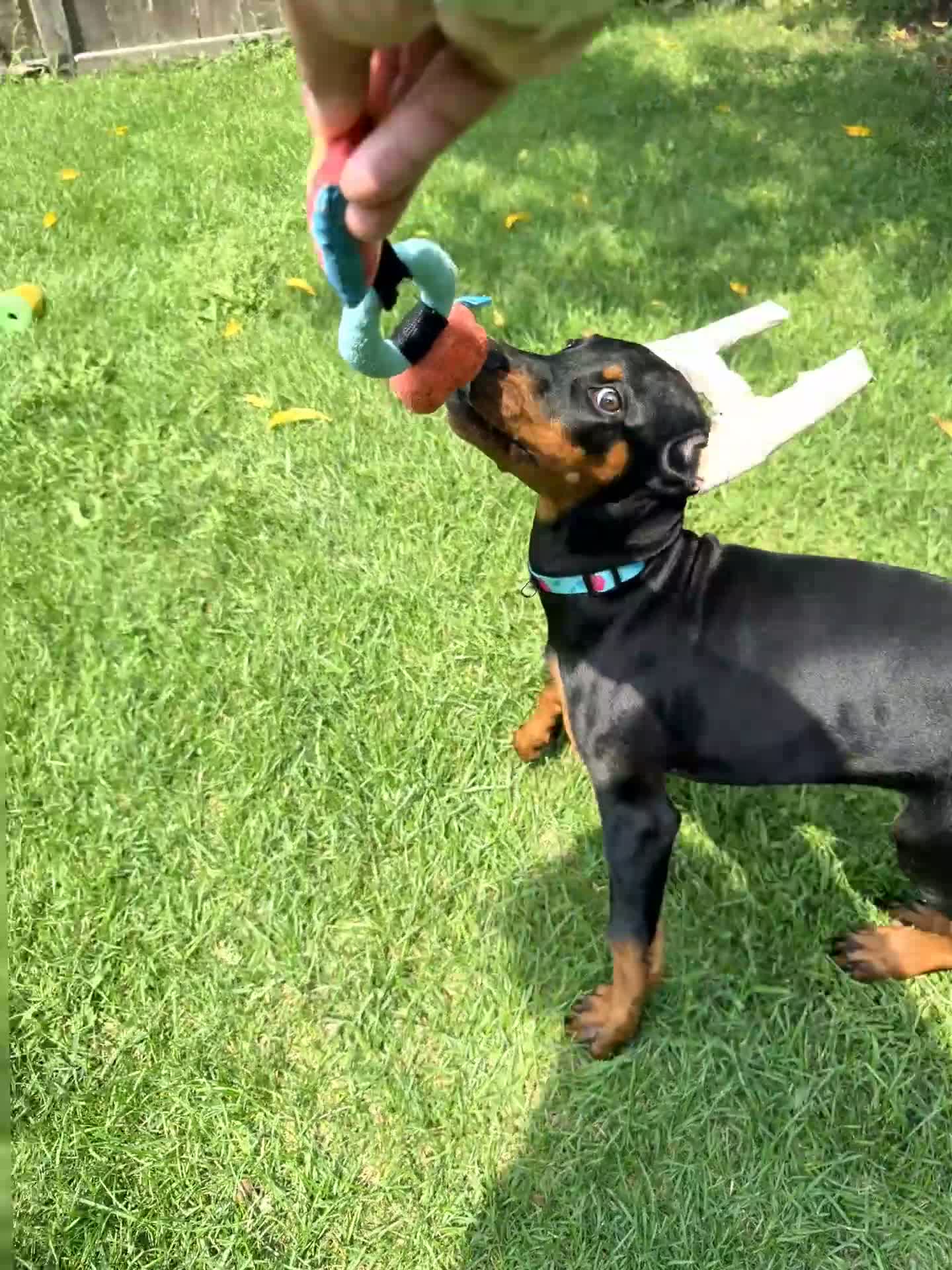 Doberman Pinscher dogs for sale: Rosie - Video 1