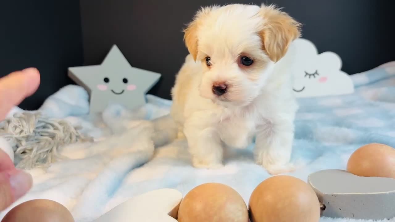 Morkie dogs for sale: Morkie 1 - Video 1