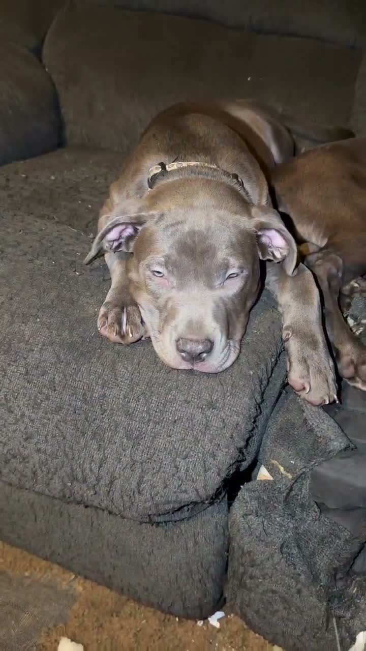 Mixed Breed dogs for sale: Mixed Breed 5 - Video 1