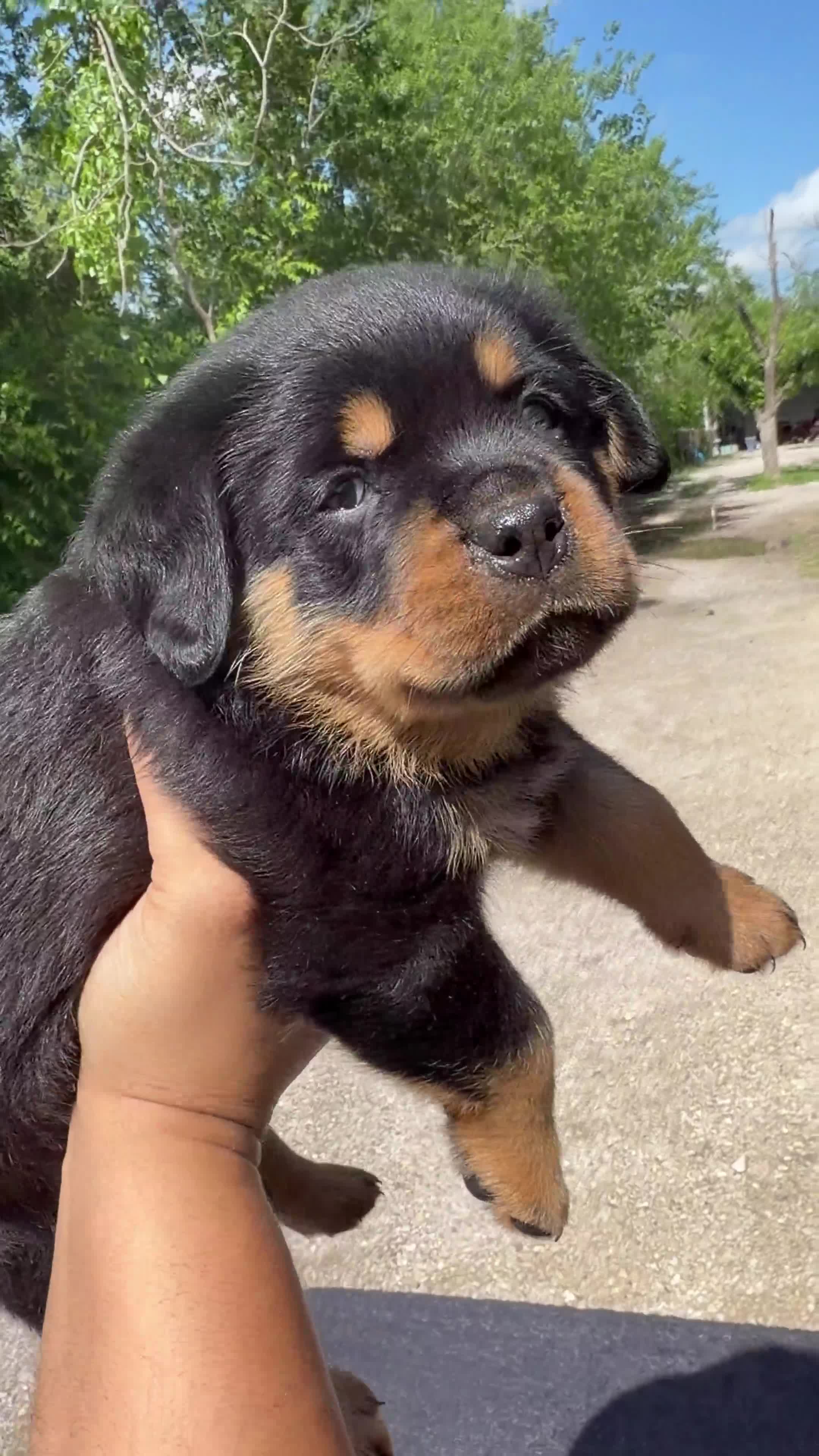 Rottweiler dogs for sale: Rocky - Green Collar  - Video 1
