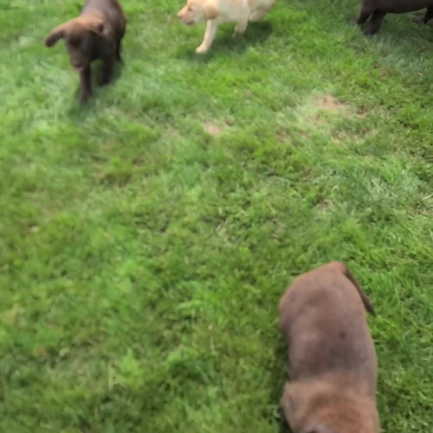 Labrador Retriever dogs for sale: Roxy - Video 1