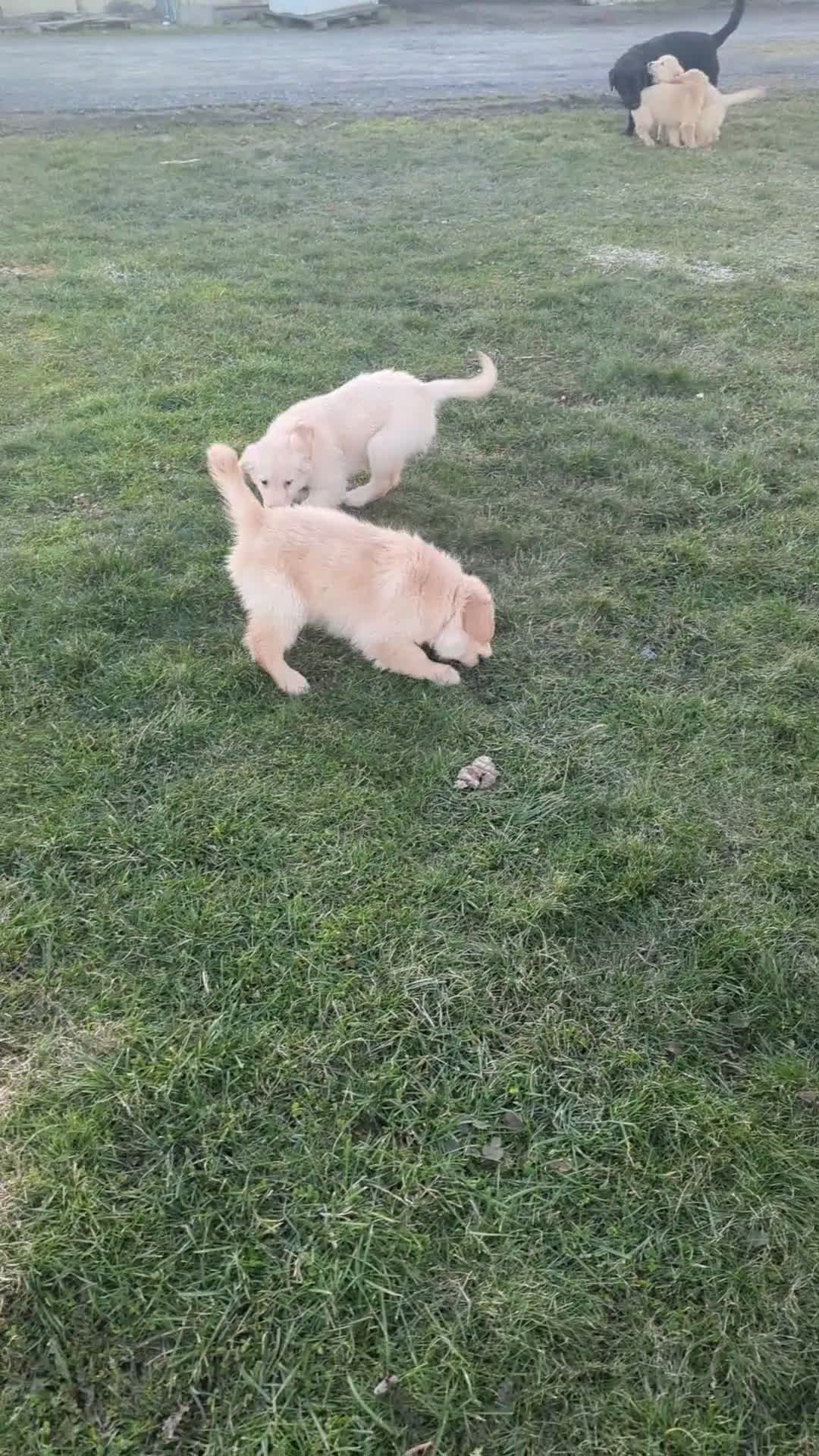 Golden Retriever dogs for sale: Hunter  - Video 1