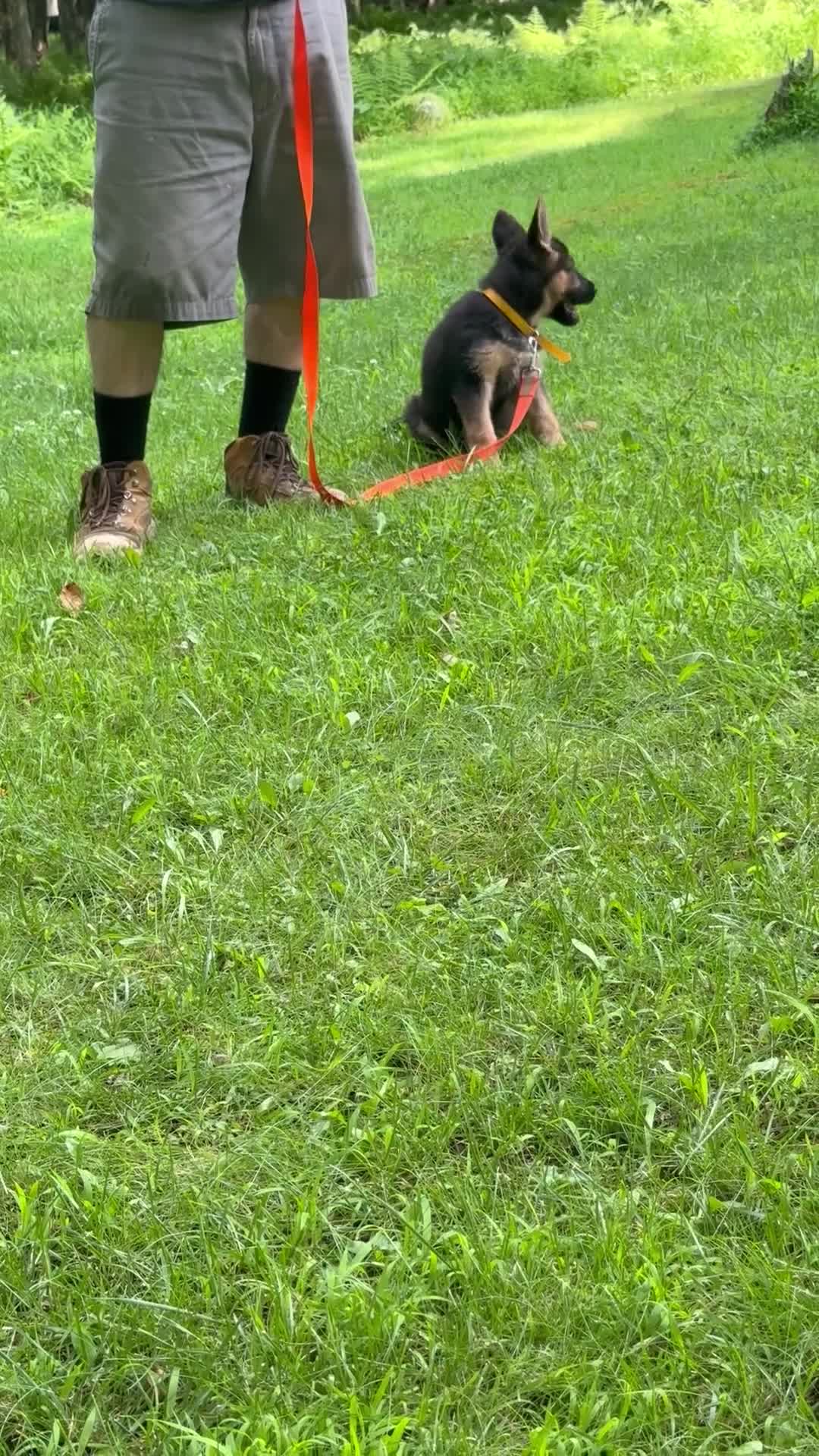 German Shepherd dogs for sale: UÑA - Video 2