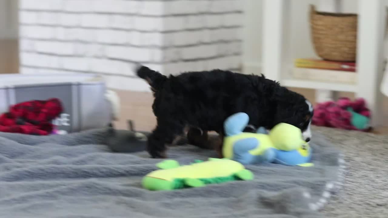 Mini Bernedoodle dogs for sale: Ramirez - Video 1
