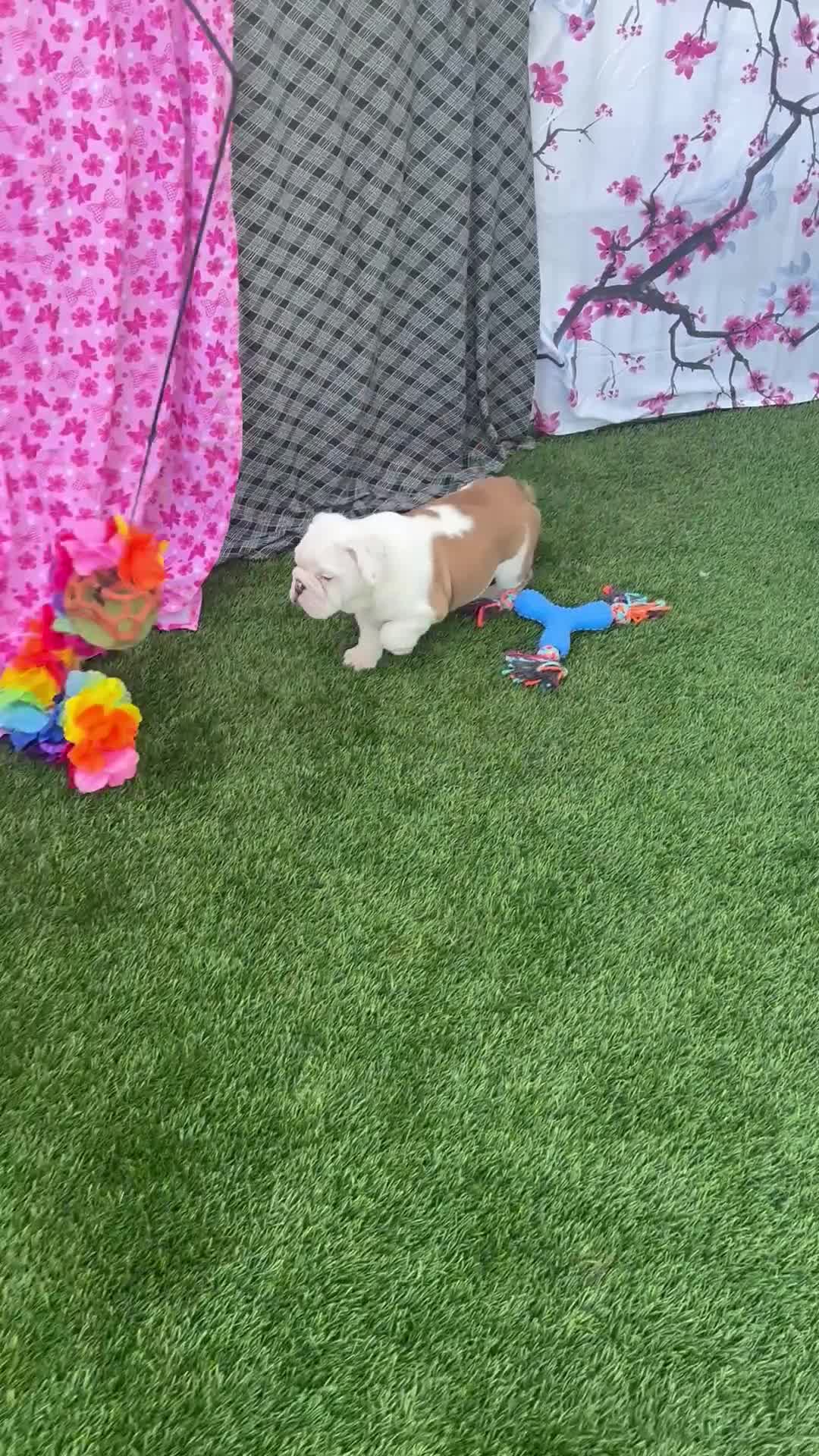 English Bulldog dogs for sale: Rufo - Video 1