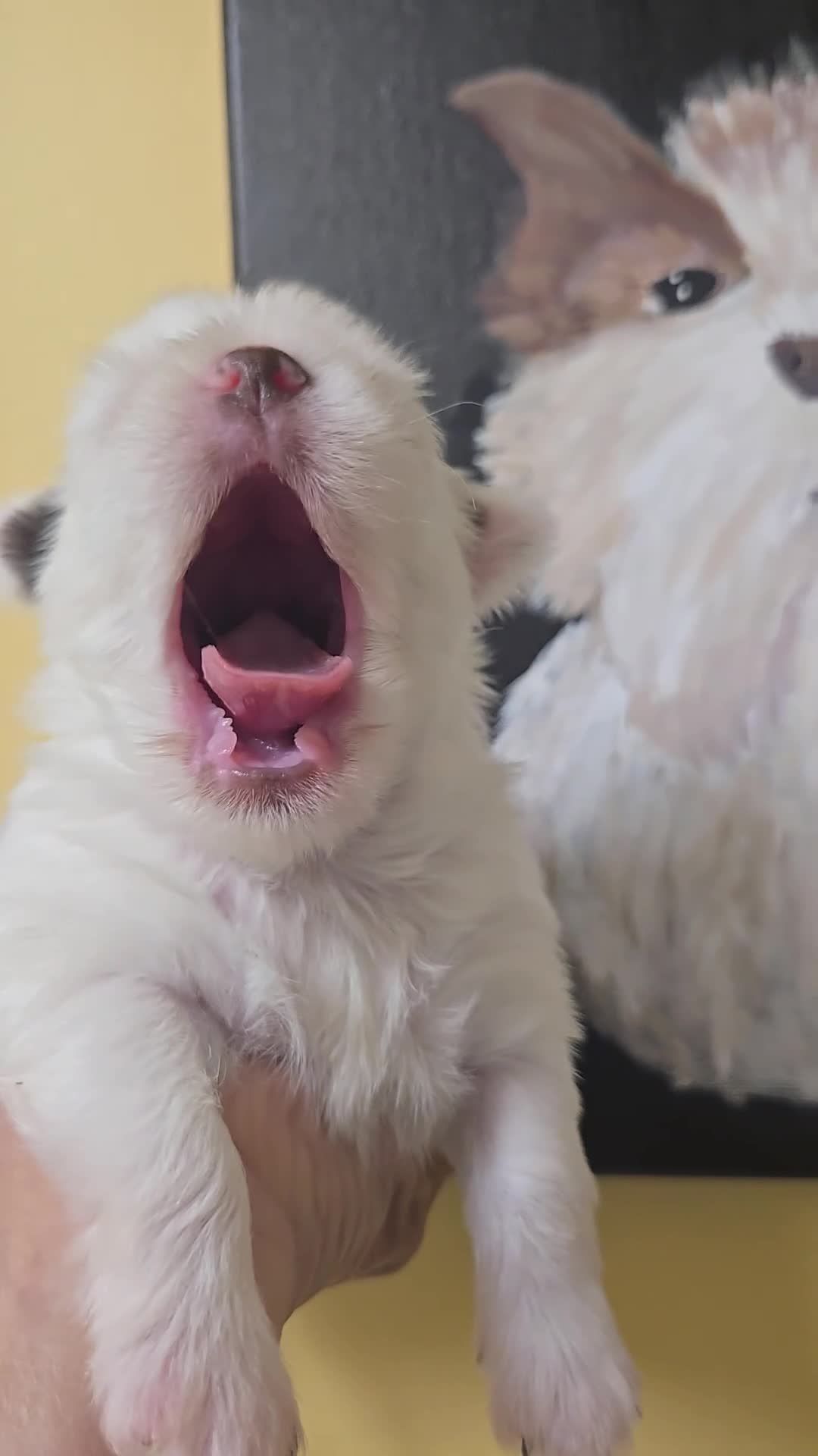 Yorkshire Terrier dogs for sale: Snow girl - Video 1
