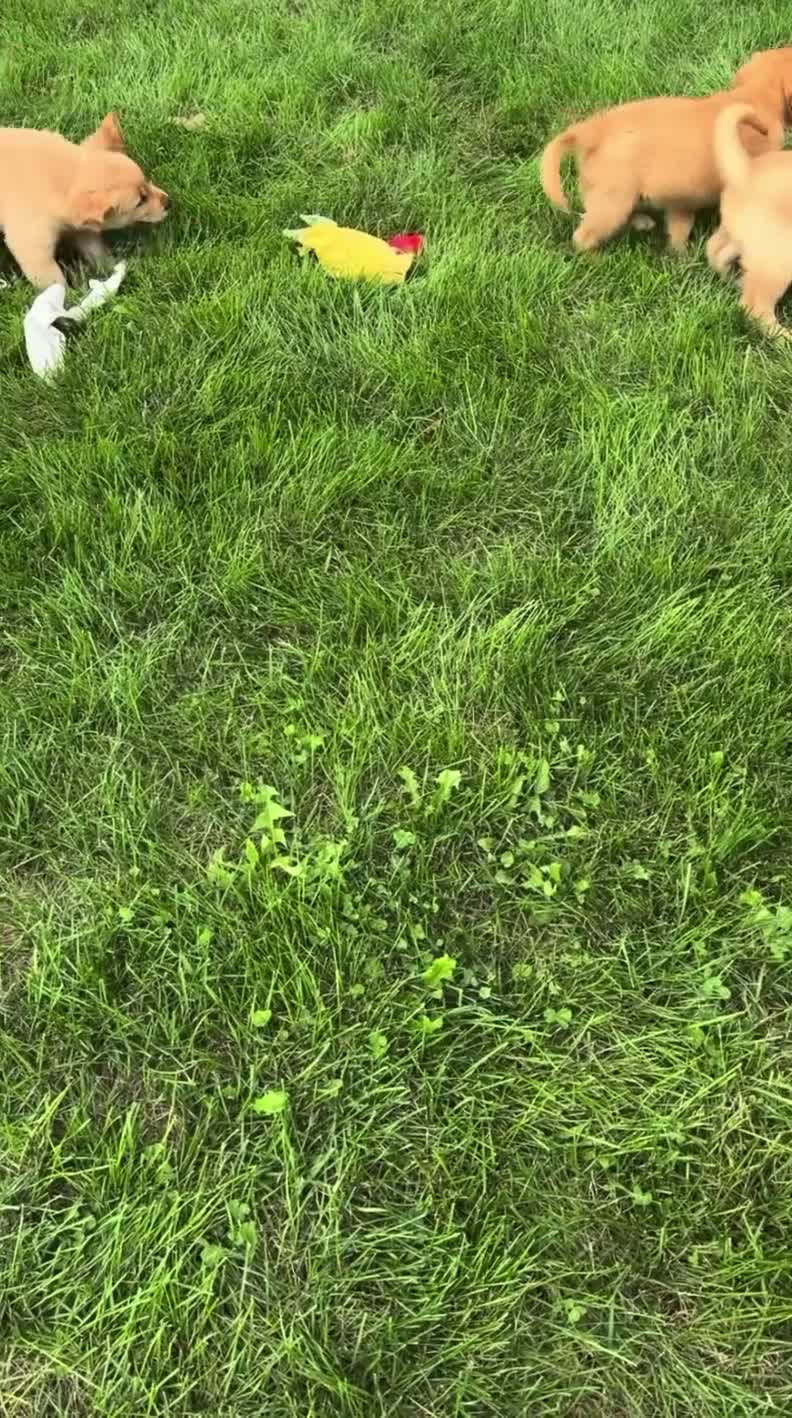 Golden Retriever dogs for sale: Trixie - Video 1