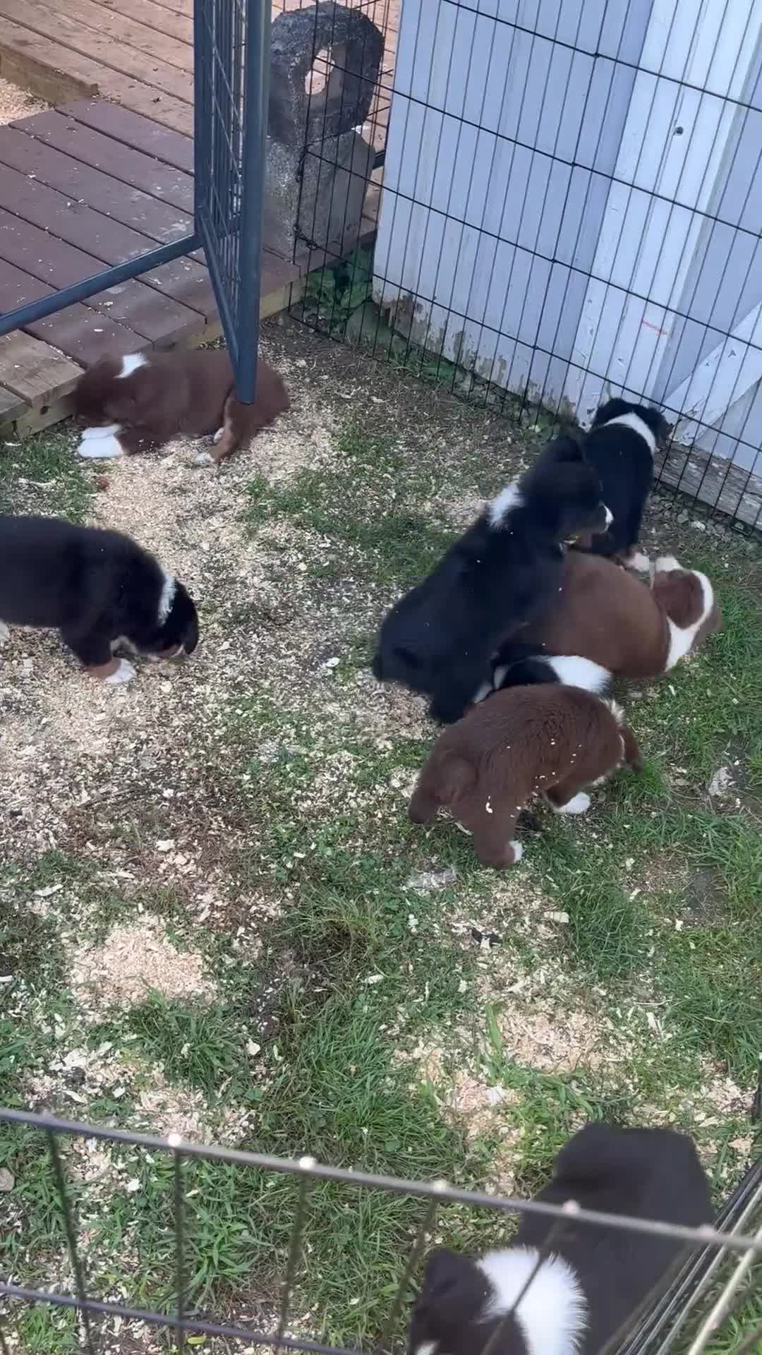 Miniature Australian Shepherd dogs for sale: Miniature Australian Shepherd Puppy 5 - Video 2