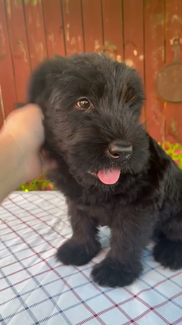 Giant Schnauzer dogs for sale: Olen - Video 1
