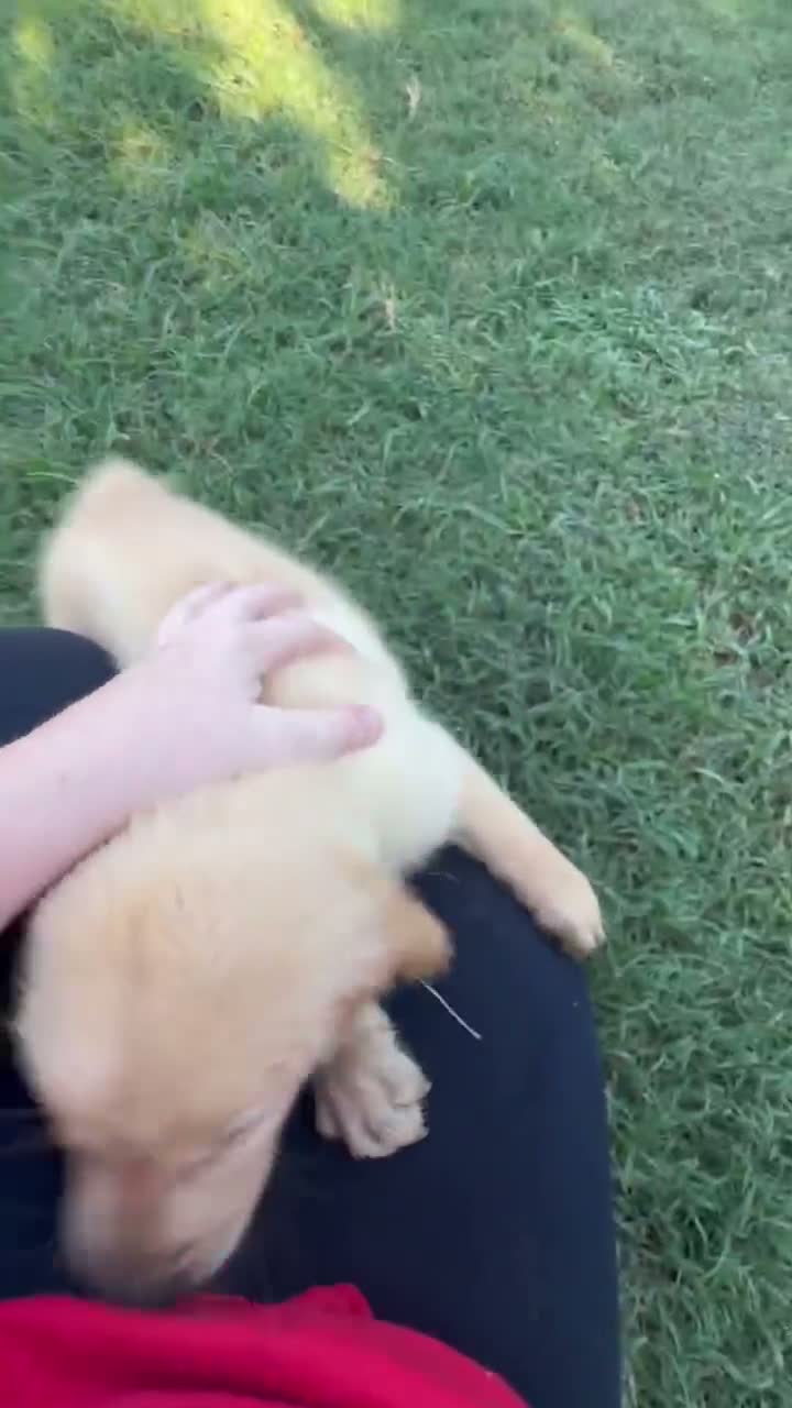 Golden Retriever dogs for sale: Jasmine - Video 2