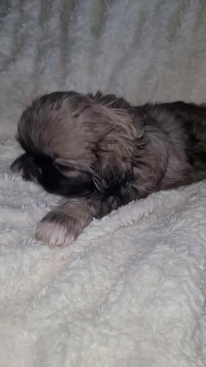 Pekingese dogs for sale: Pekingese 5 - Video 1