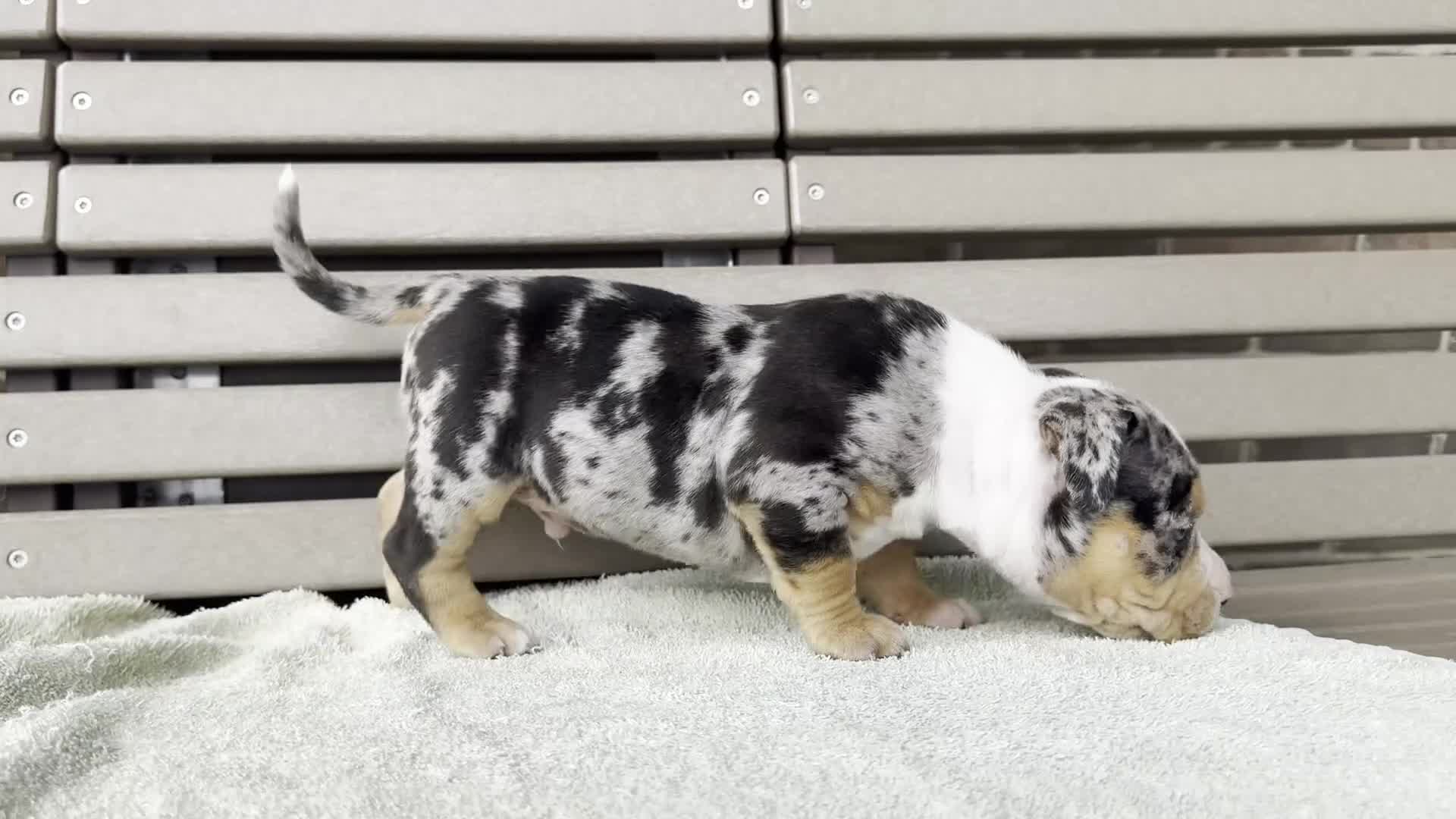 American Bully dogs for sale: Griffon - Video 1