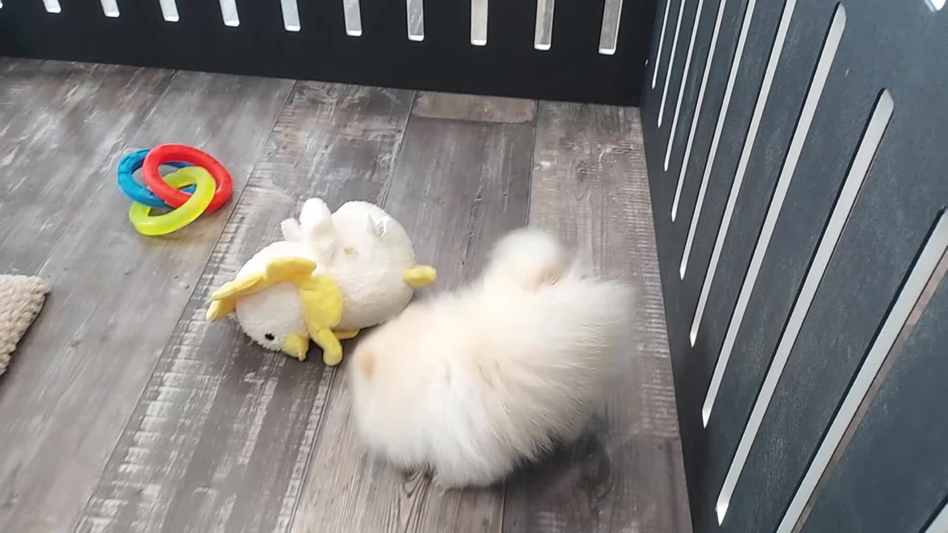Pomeranian dogs for sale: Hunter - Video 1