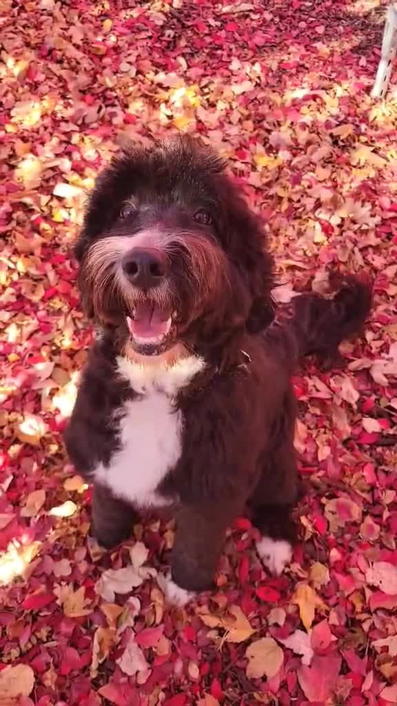 Bernedoodle dogs for sale: Bernedoodle 7 - Video 2