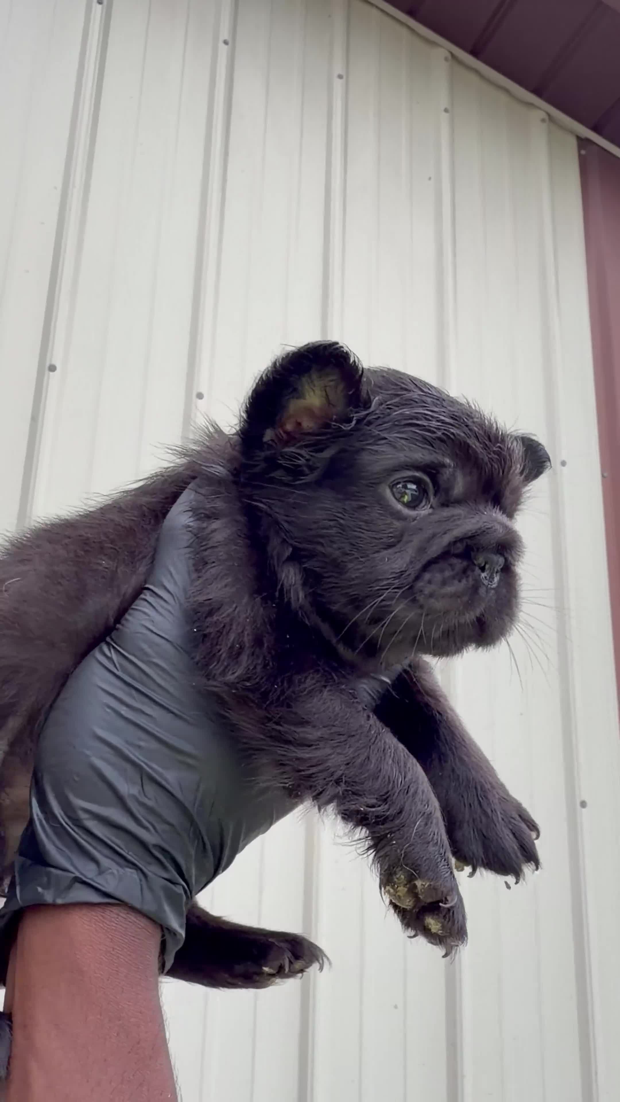 French Bulldog dogs for sale: French Bulldog 1 - Video 1