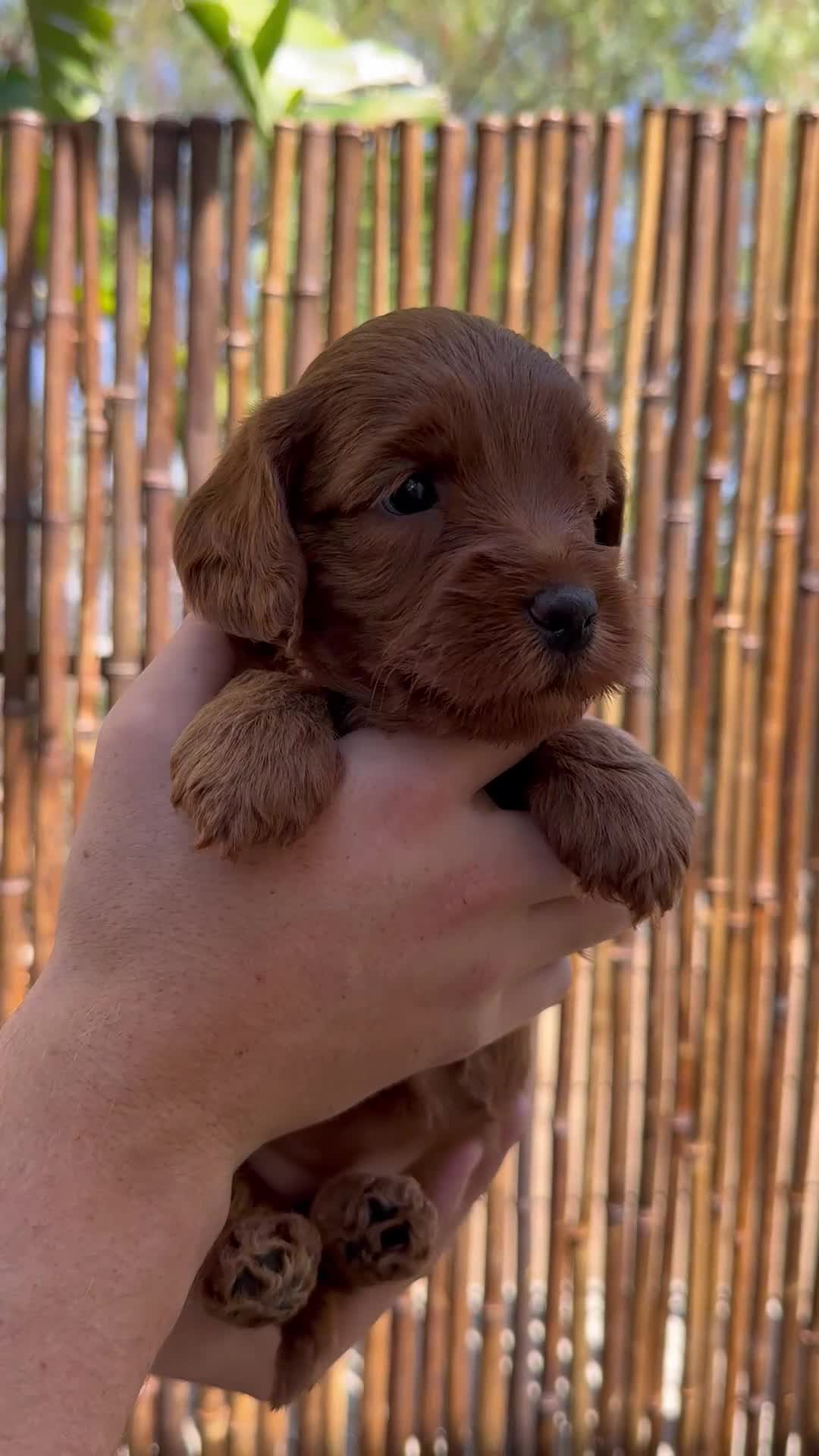 Australian Labradoodle dogs for sale: Betty - Video 2