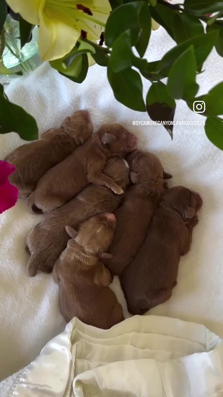 Australian Labradoodle dogs for sale: Reef - Video 1