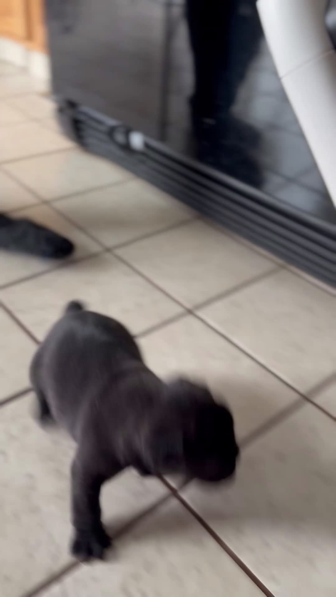 French Bulldog dogs for sale: Chip - Video 1