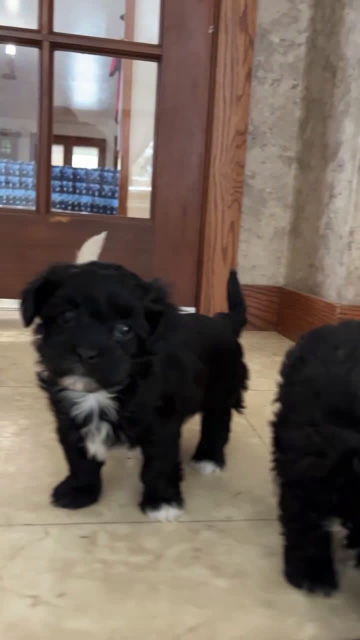 Havapoo dogs for sale: Lilly - Video 2
