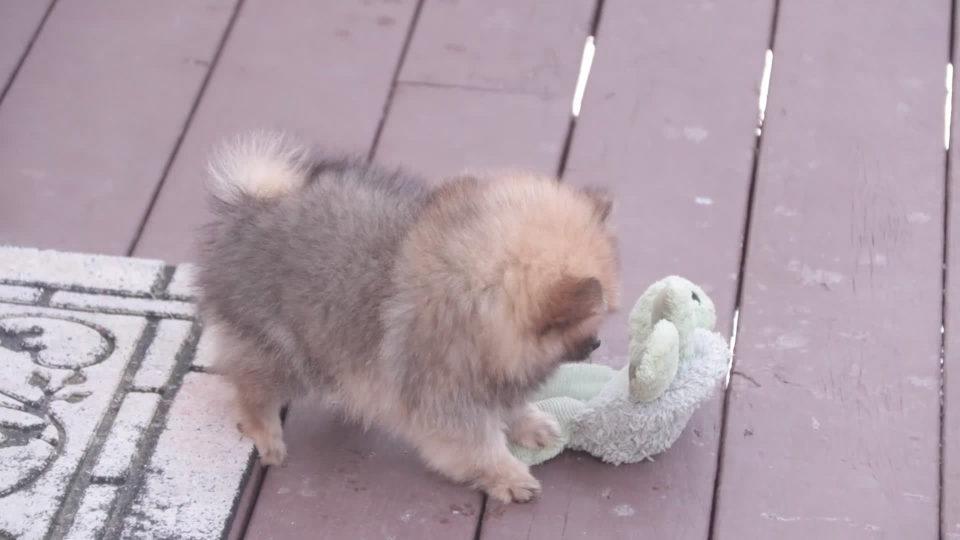 Pomeranian dogs for sale: Bingley - Video 1