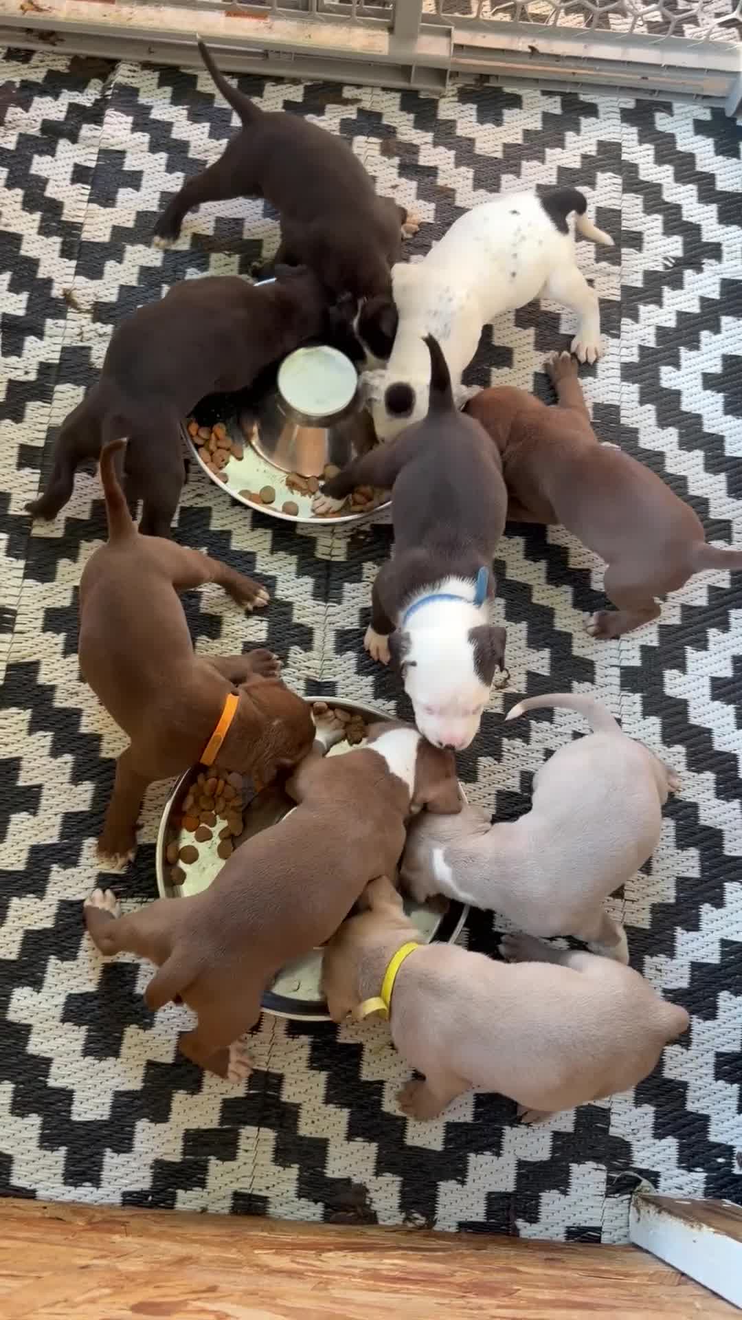 American Bully dogs for sale: American Bully 2 - Video 1