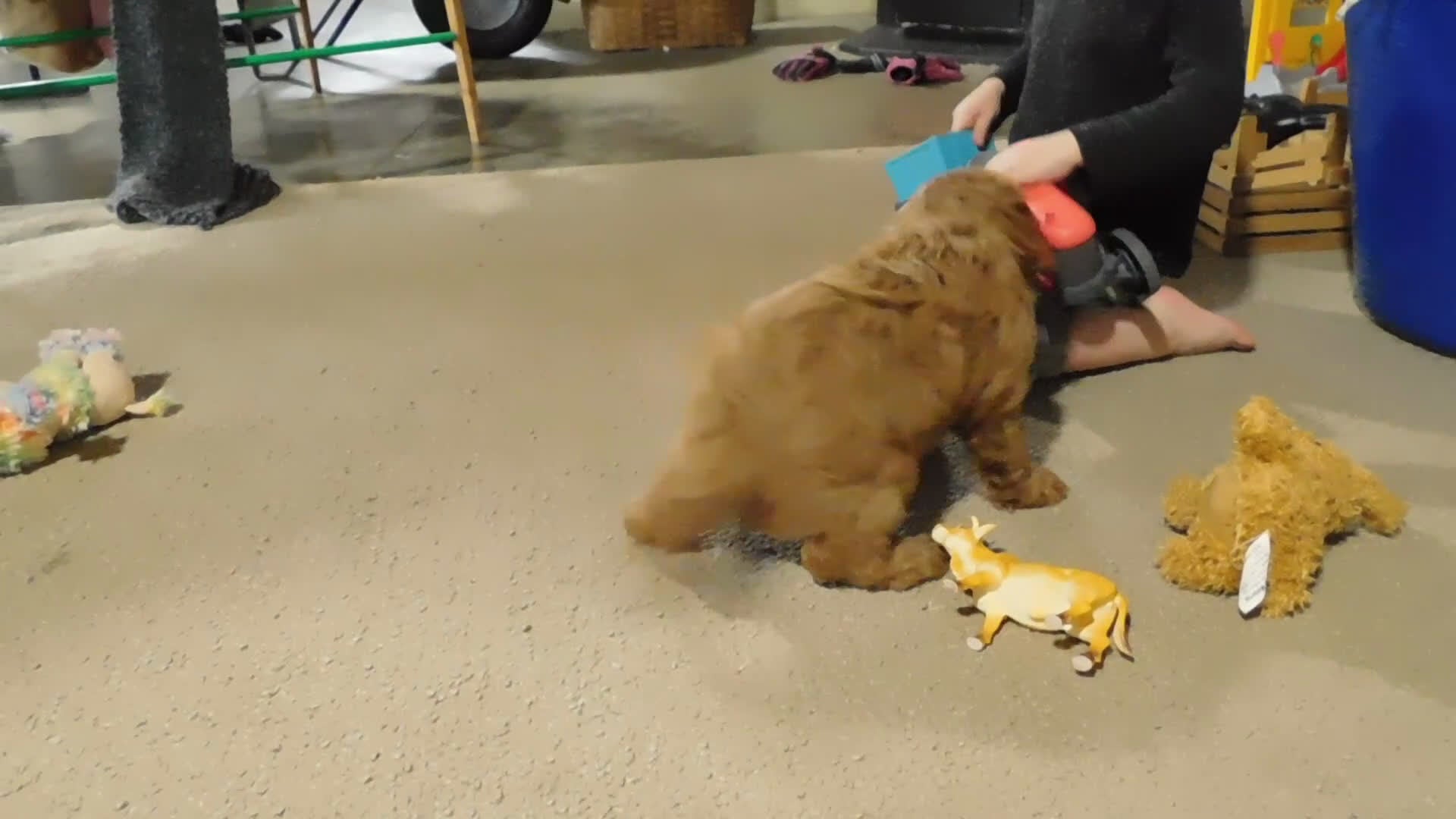 Cavapoo dogs for sale: Beau - Video 7