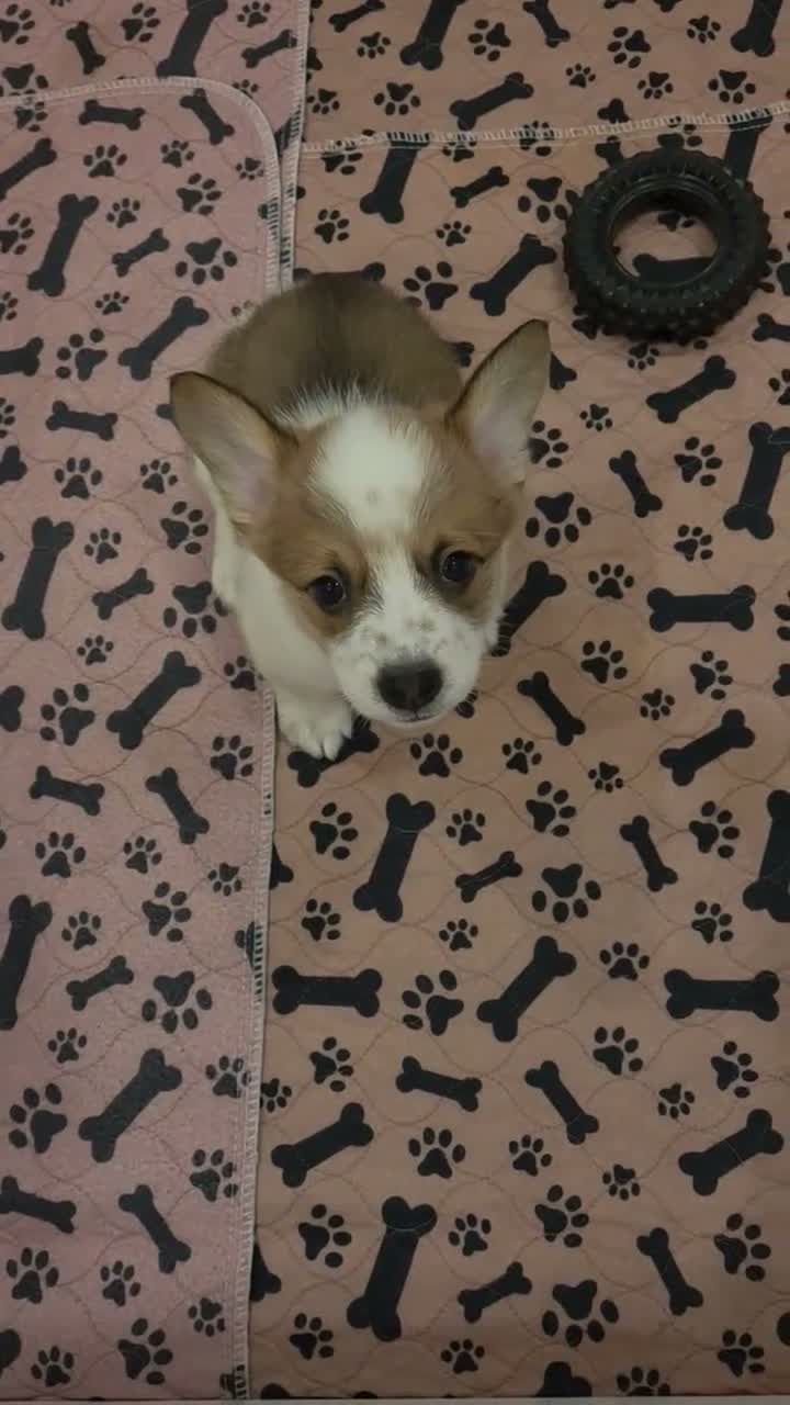 Mixed Breed dogs for sale: Male 2 - Video 1