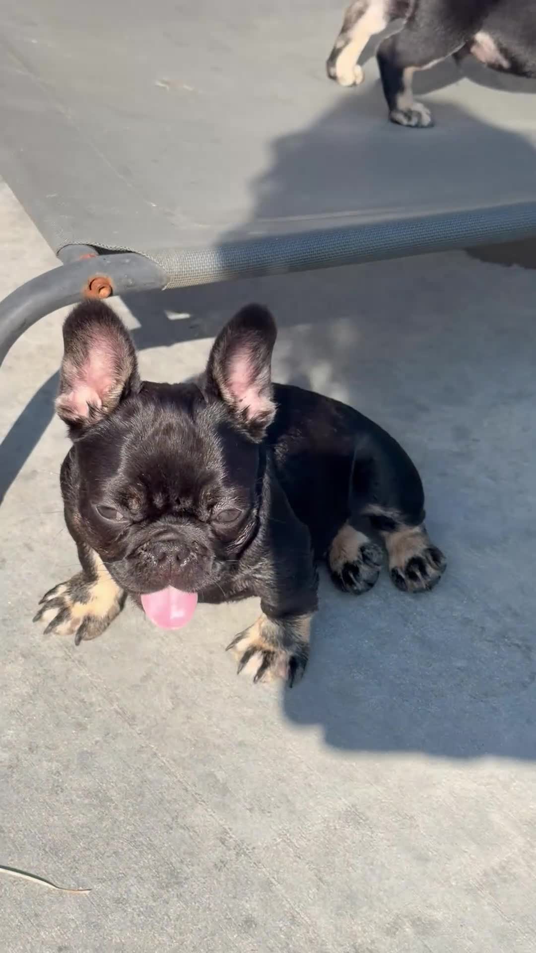 French Bulldog dogs for sale: Meridius - Video 2