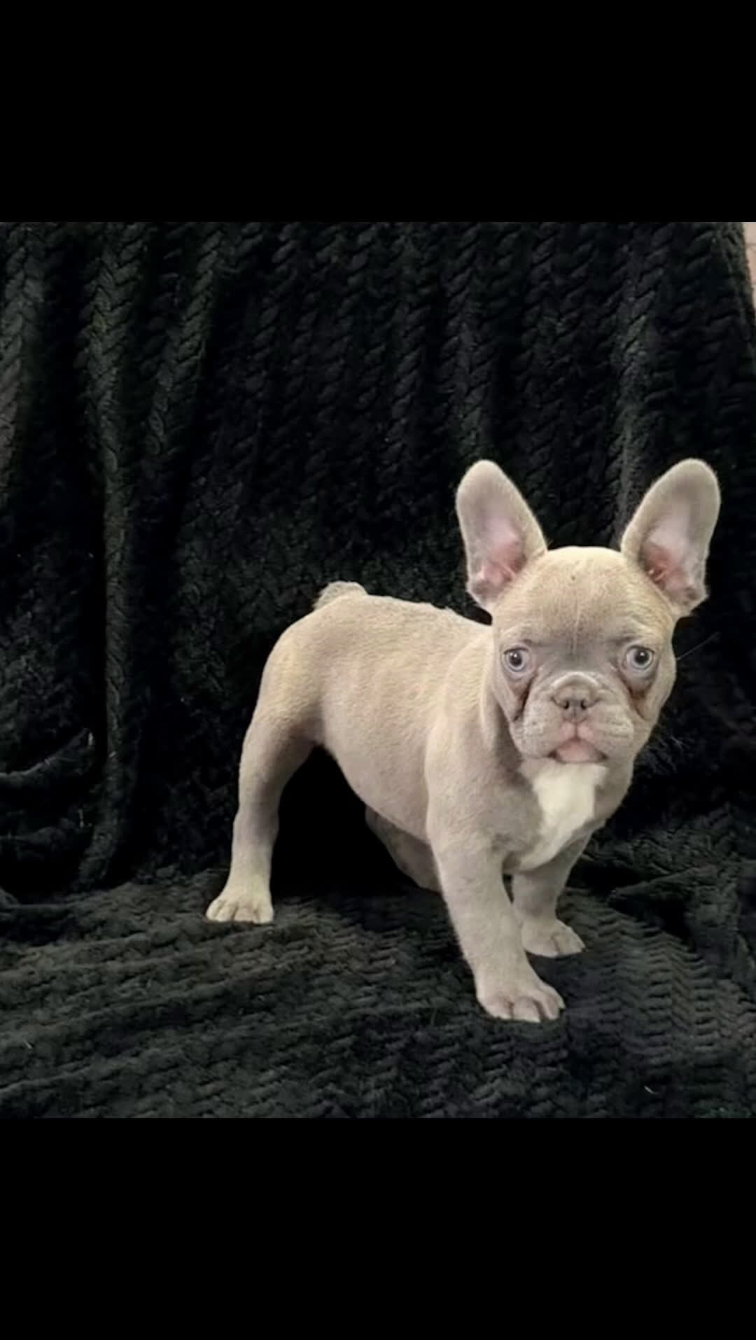 French Bulldog dogs for sale: Rachel - Video 4