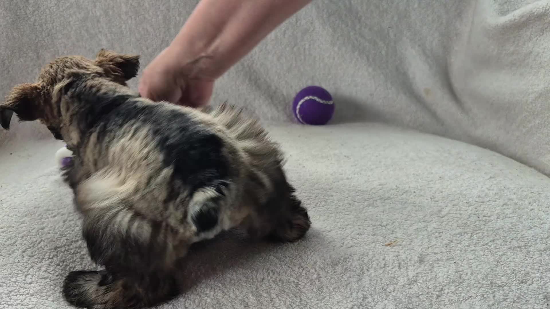 Miniature Schnauzer dogs for sale: Miniature Schnauzer 1 - Video 1