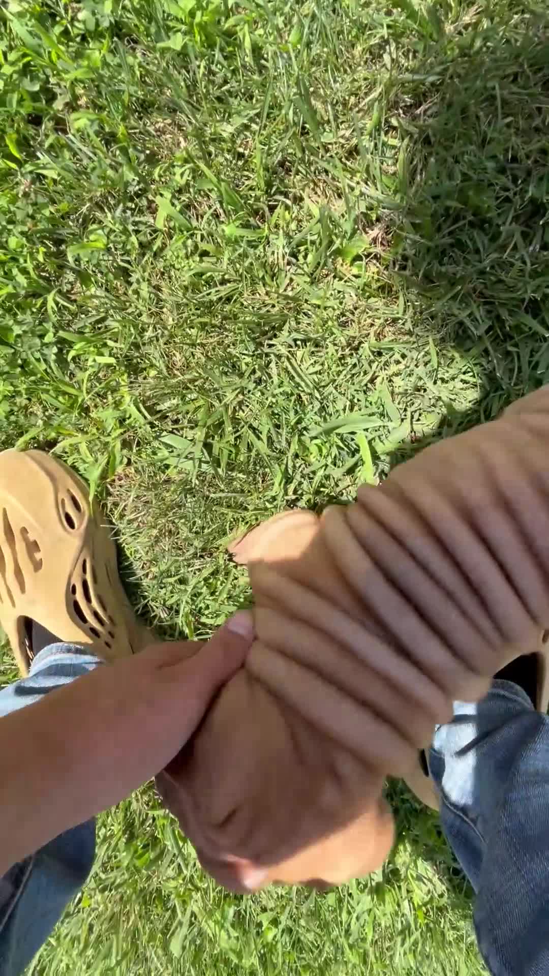 Shar Pei dogs for sale: Shar PeiPuppies - Video 2