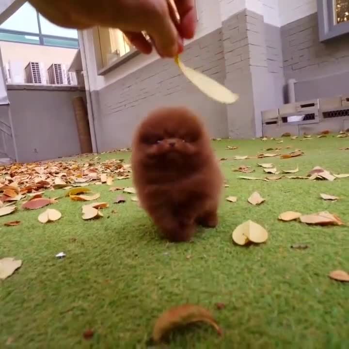 Pomeranian dogs for sale: Pomeranian 7 - Video 1