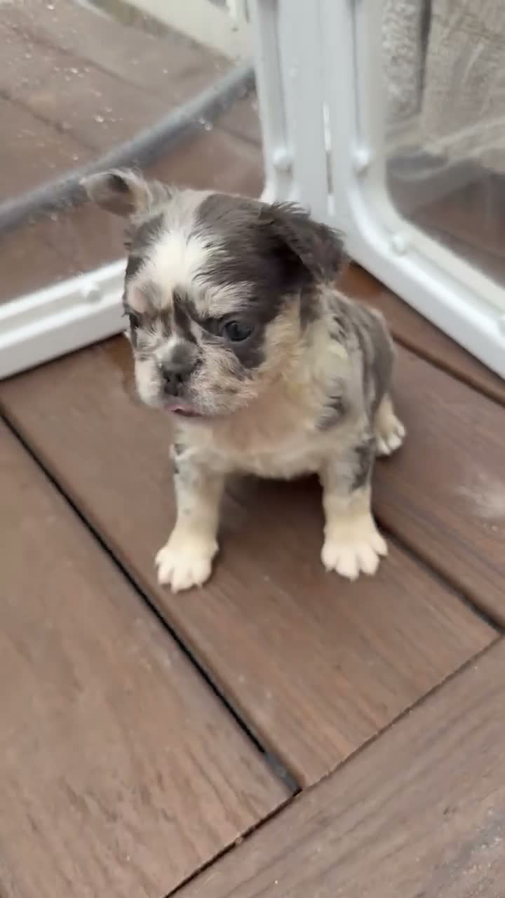 French Bulldog dogs for sale: Bella - Video 2