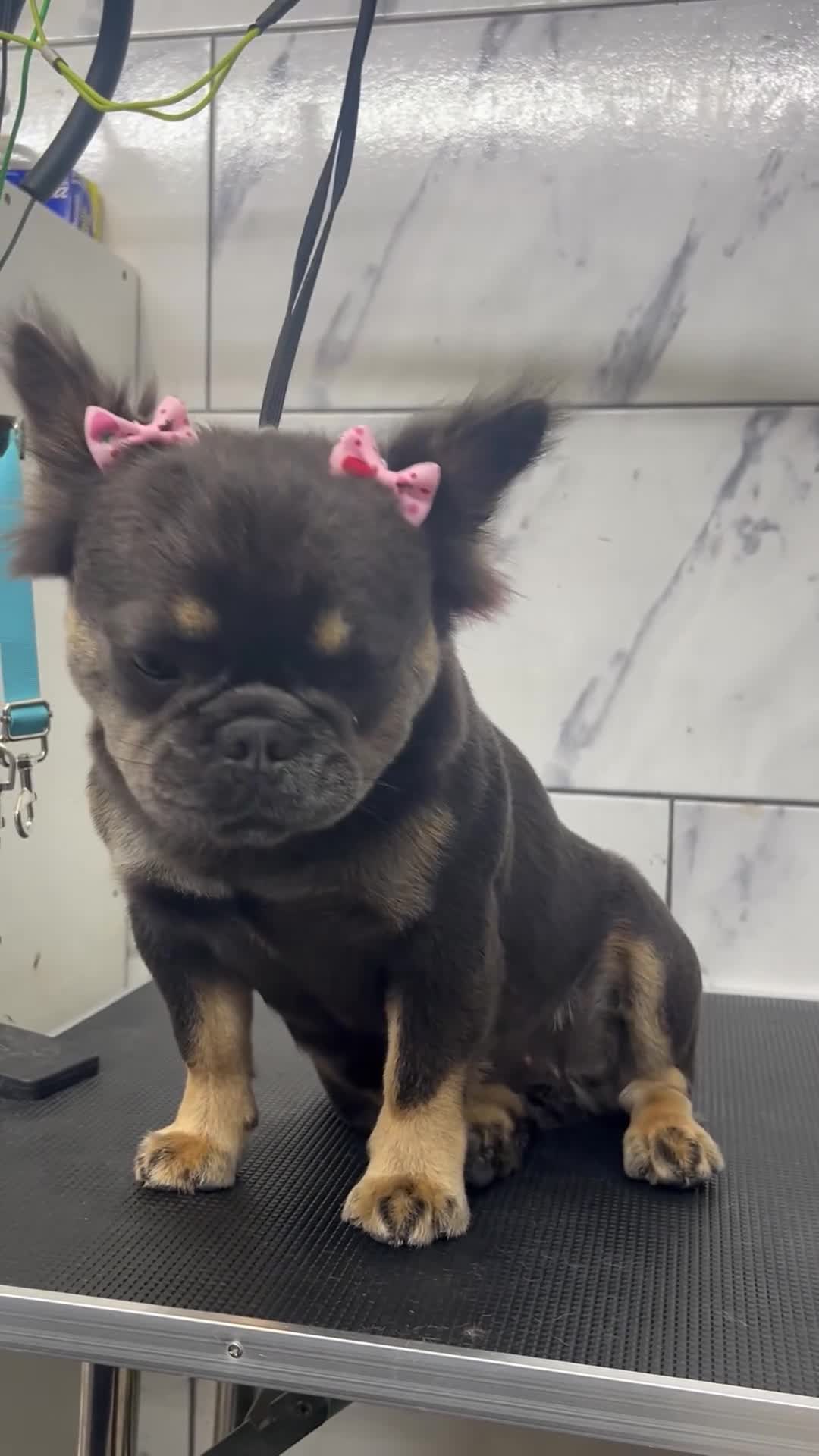 French Bulldog dogs for sale: Mimi - Video 2