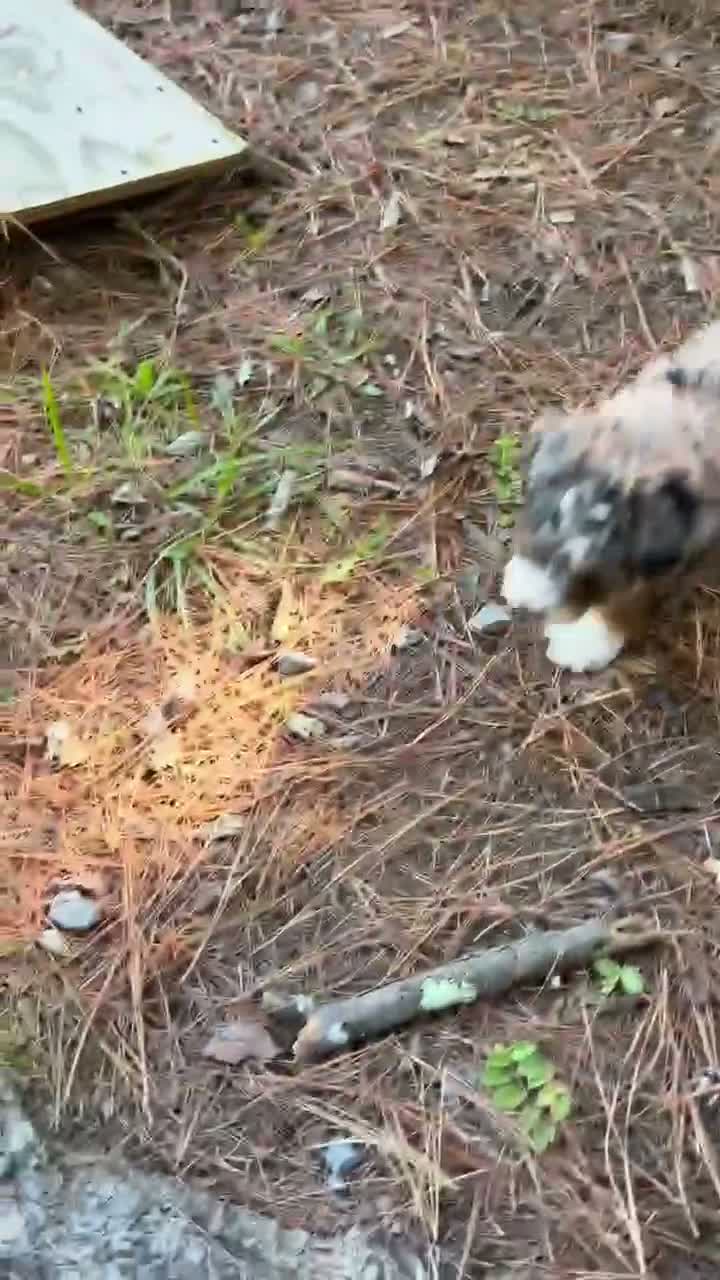 Mini Bernedoodle dogs for sale: Pumpkin - Video 1
