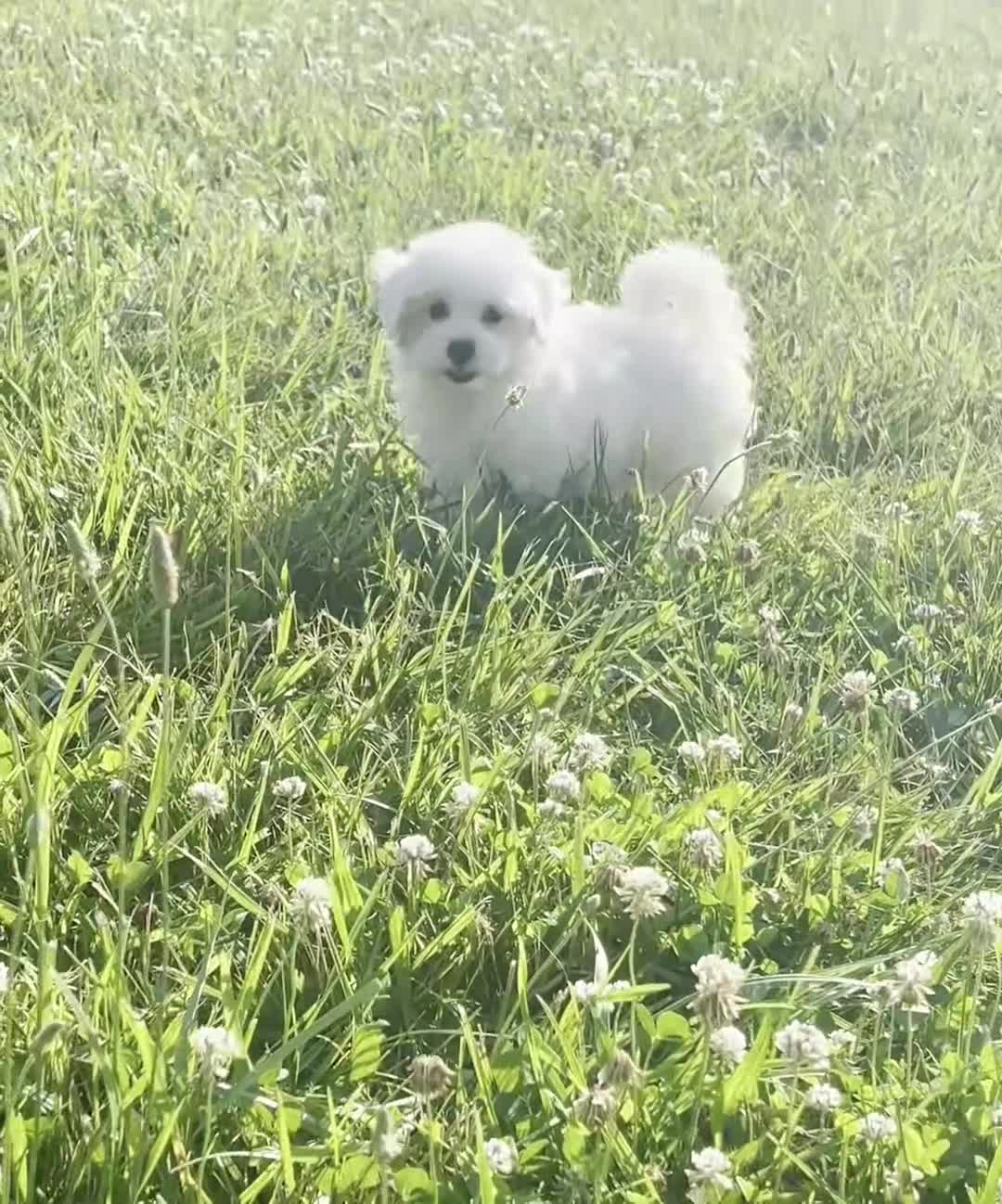 Maltipoo dogs for sale: Pongo - Video 1