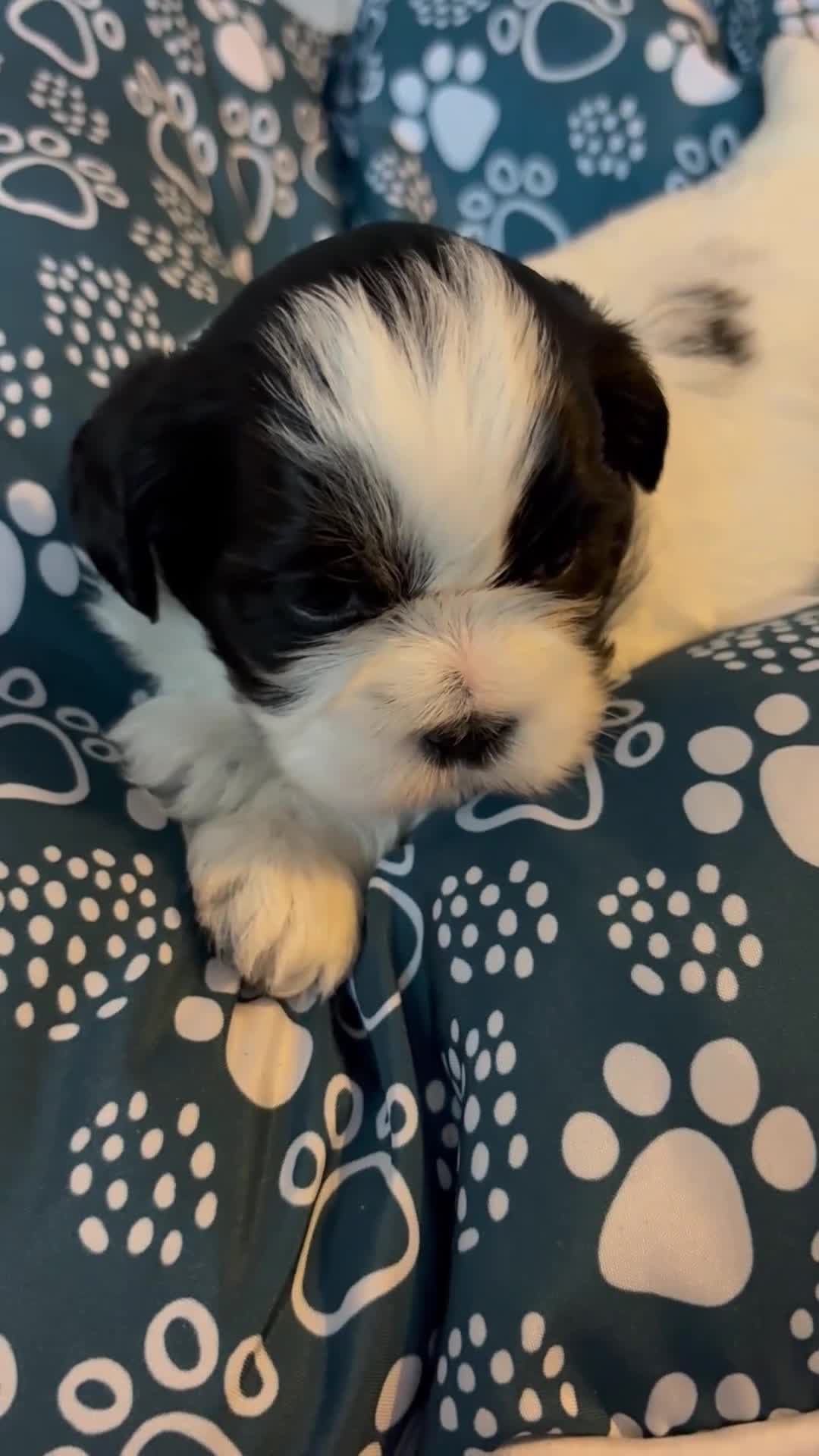 Shih Tzu dogs for sale: Shih Tzu Puppy 2 - Video 1