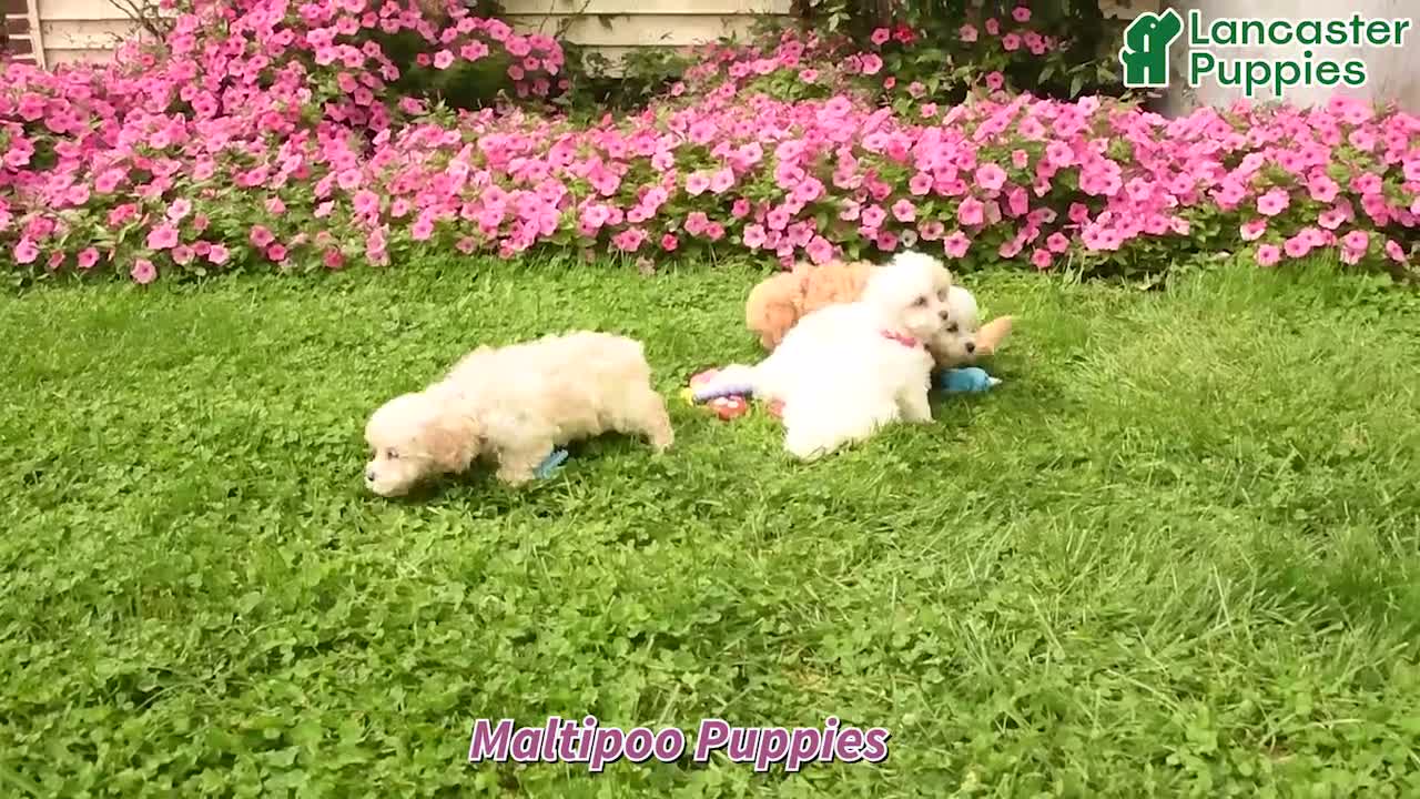 Maltipoo dogs for sale: Opie - Video 1