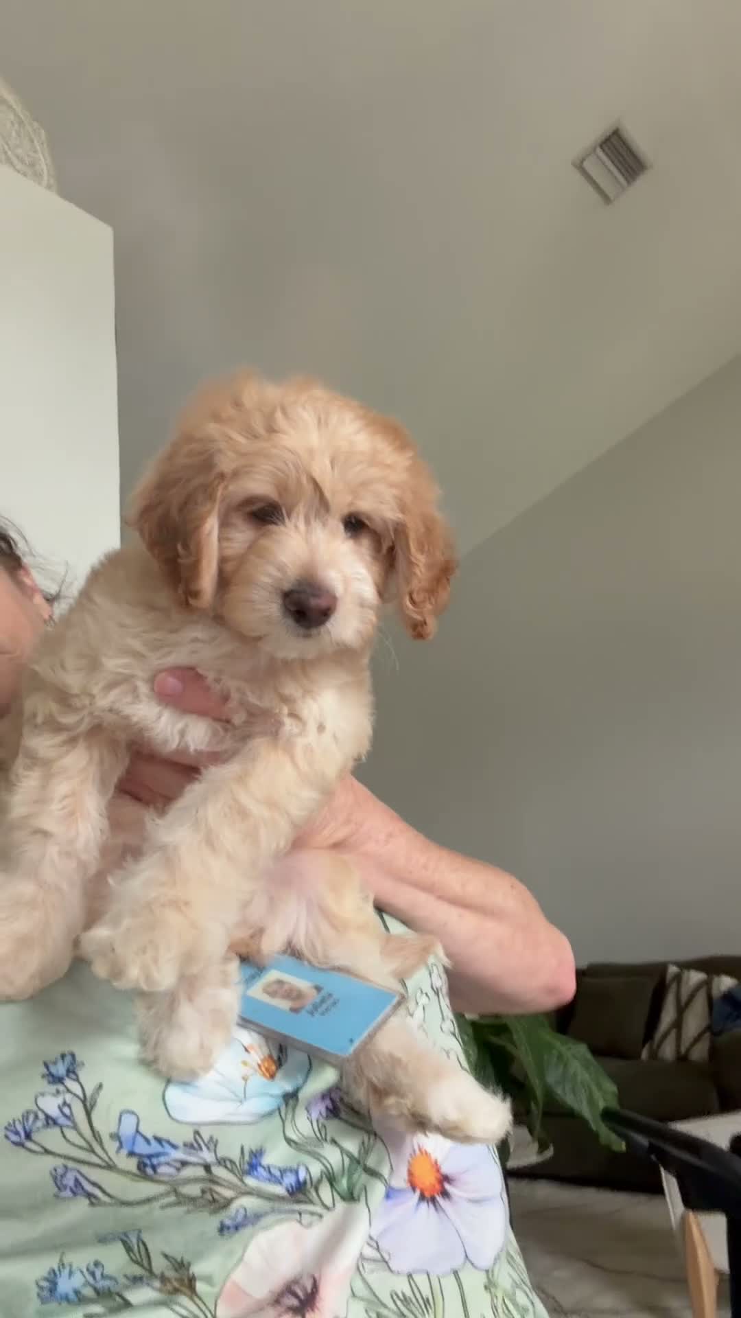 Mini Goldendoodle dogs for sale: Mini Goldendoodle 1 - Video 1