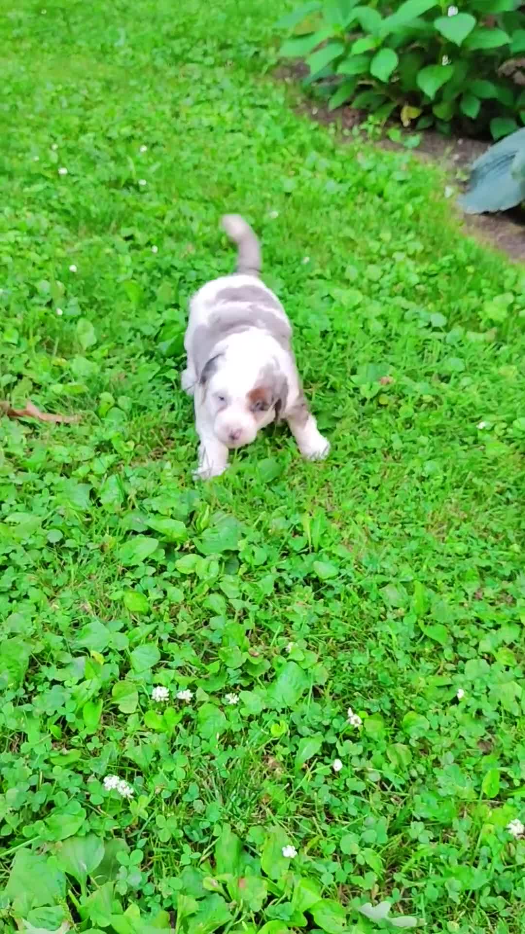 Mini Bernedoodle dogs for sale: Marshmallow  - Video 1