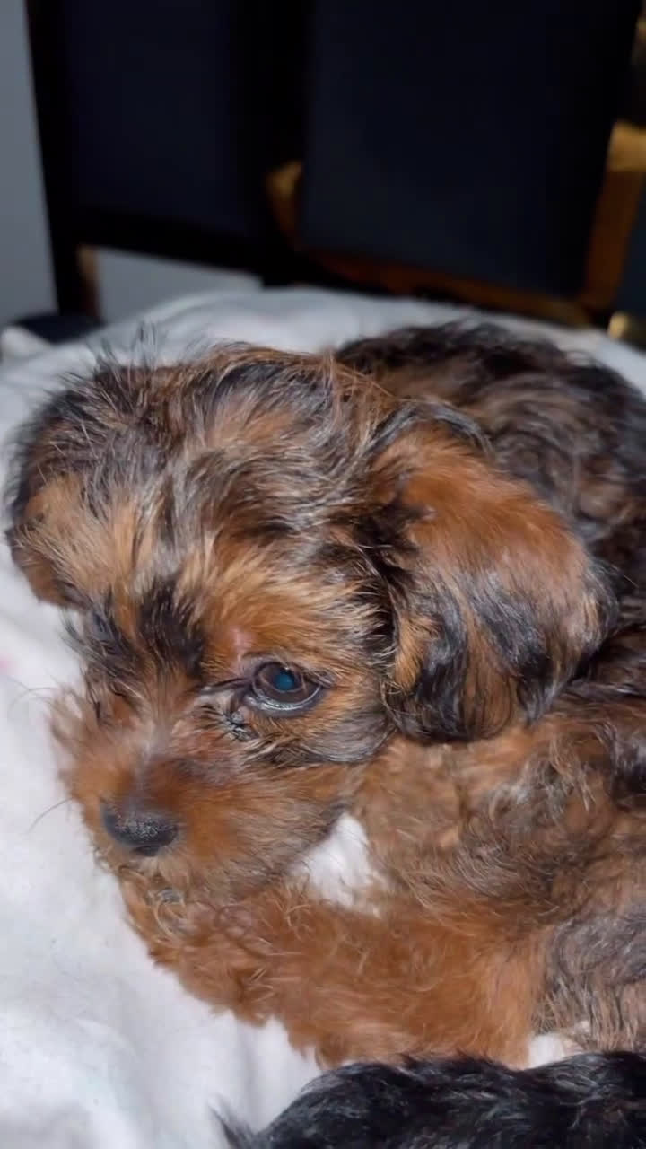Yorkiepoo dogs for sale: Yorkiepoo Puppy 2 - Video 6