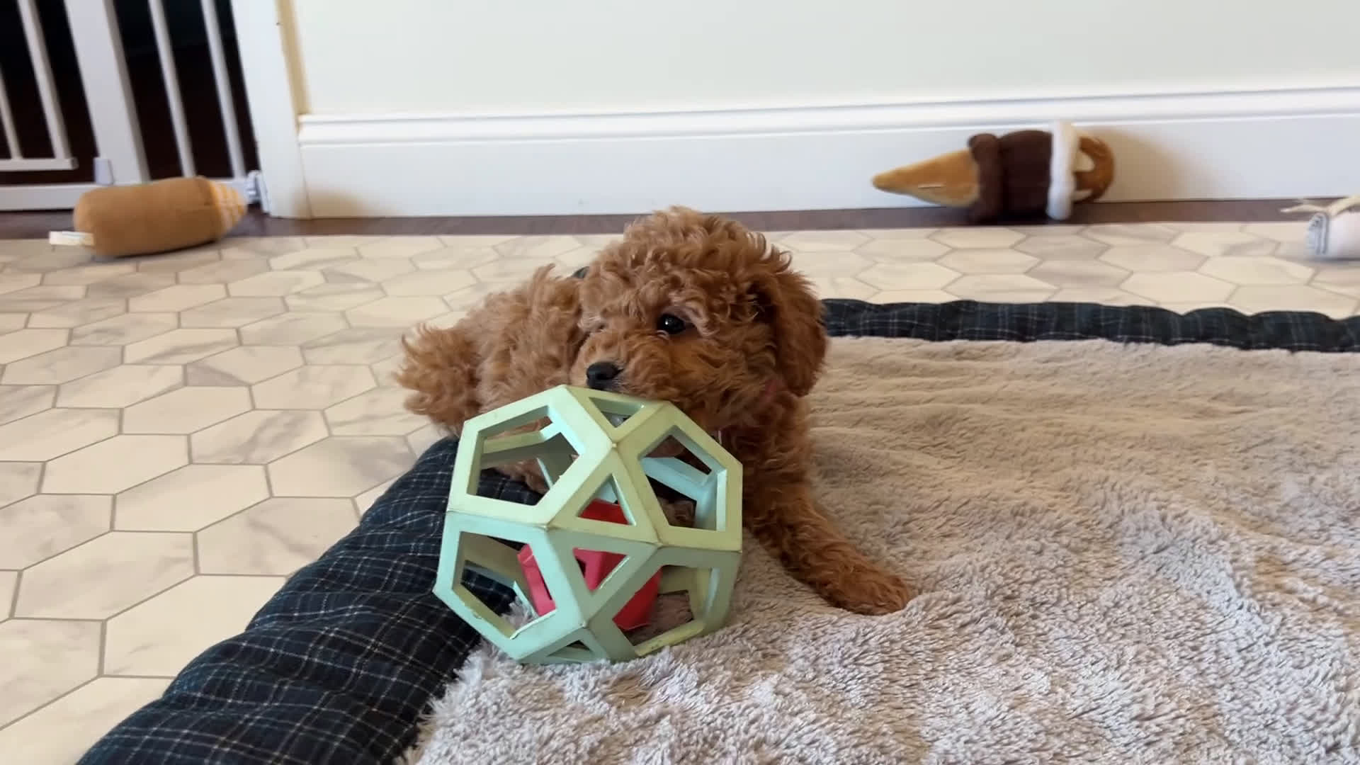 Mini Goldendoodle dogs for sale: Tiana - Video 1