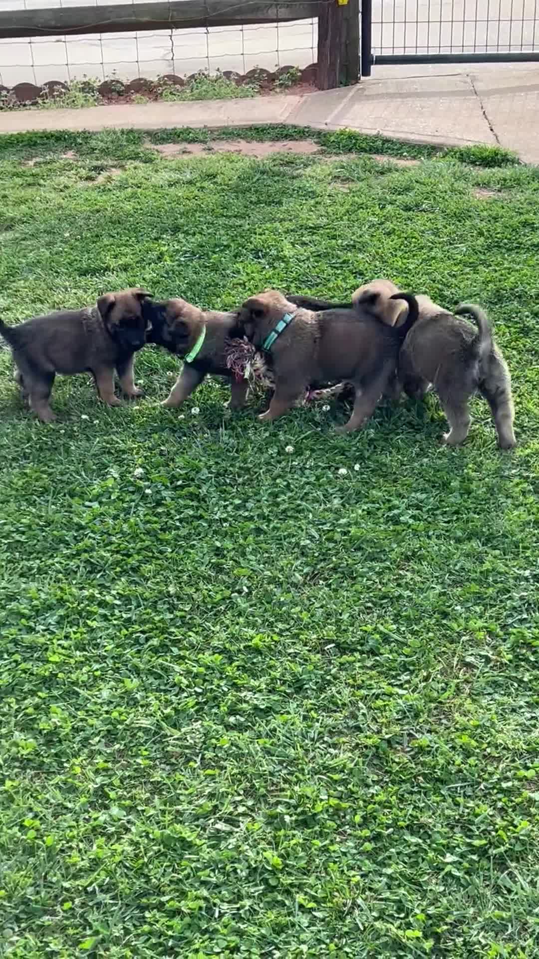 Belgian Malinois dogs for sale: Belgian Malinois Puppy 1 - Video 1