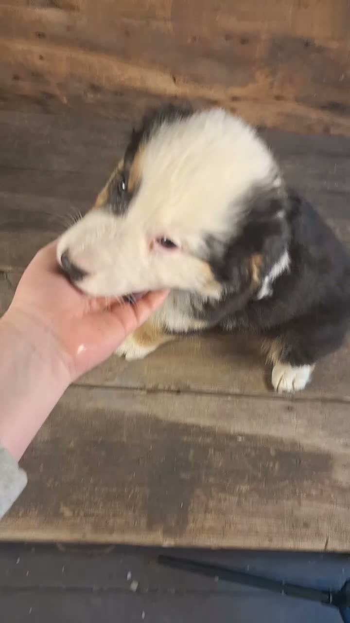 Australian Shepherd dogs for sale: Frank - Video 1