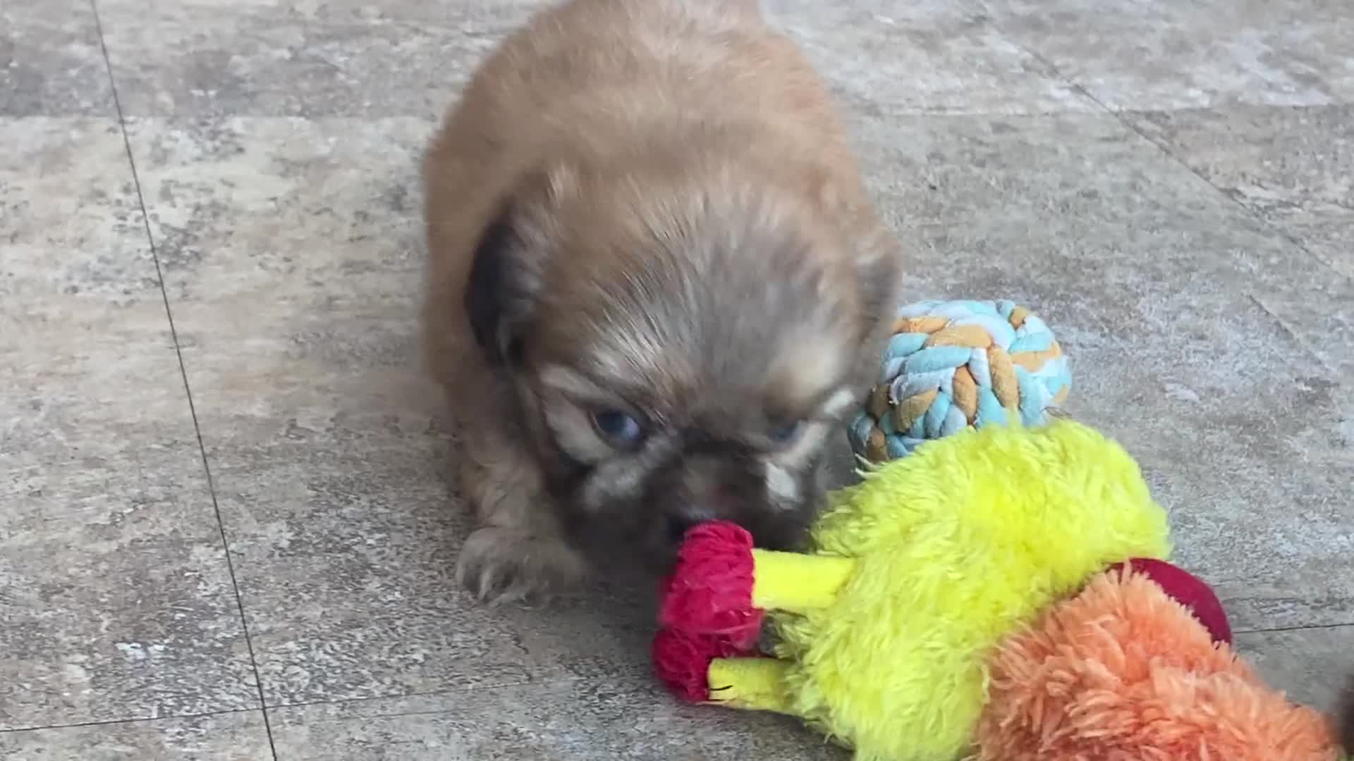 Shih Tzu dogs for sale:  Mike - Video 1