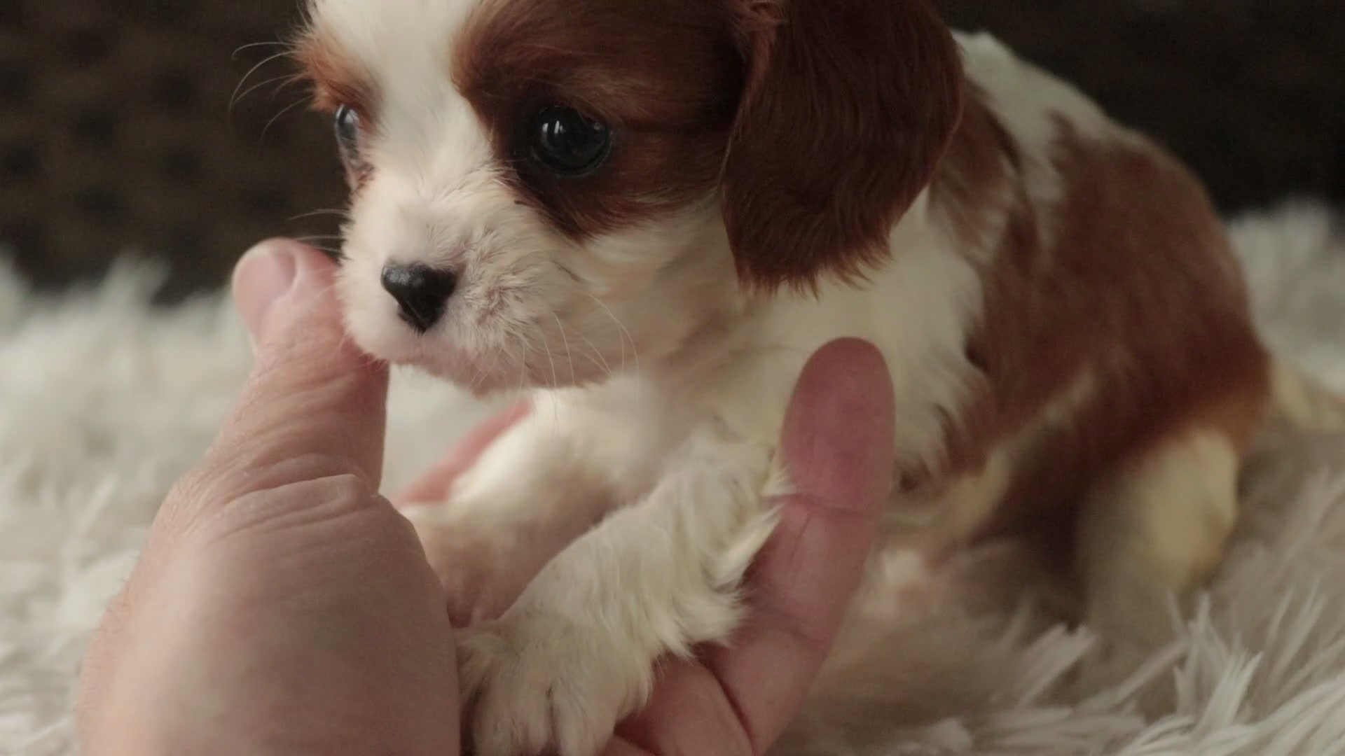 Cavalier King Charles Spaniel dogs for sale: Thyme - Video 1