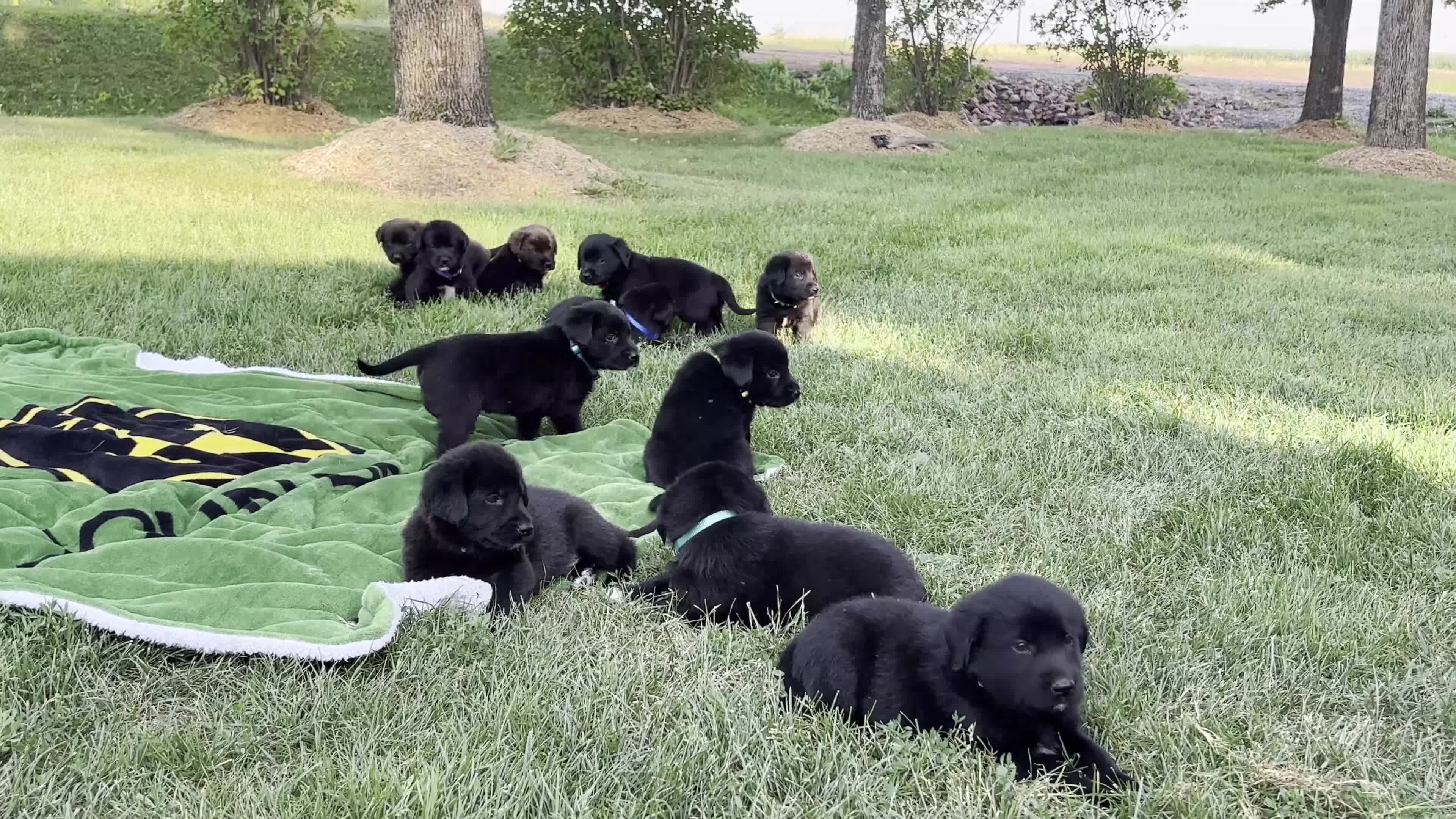 Labrador Retriever dogs for sale: Cooper - Video 1