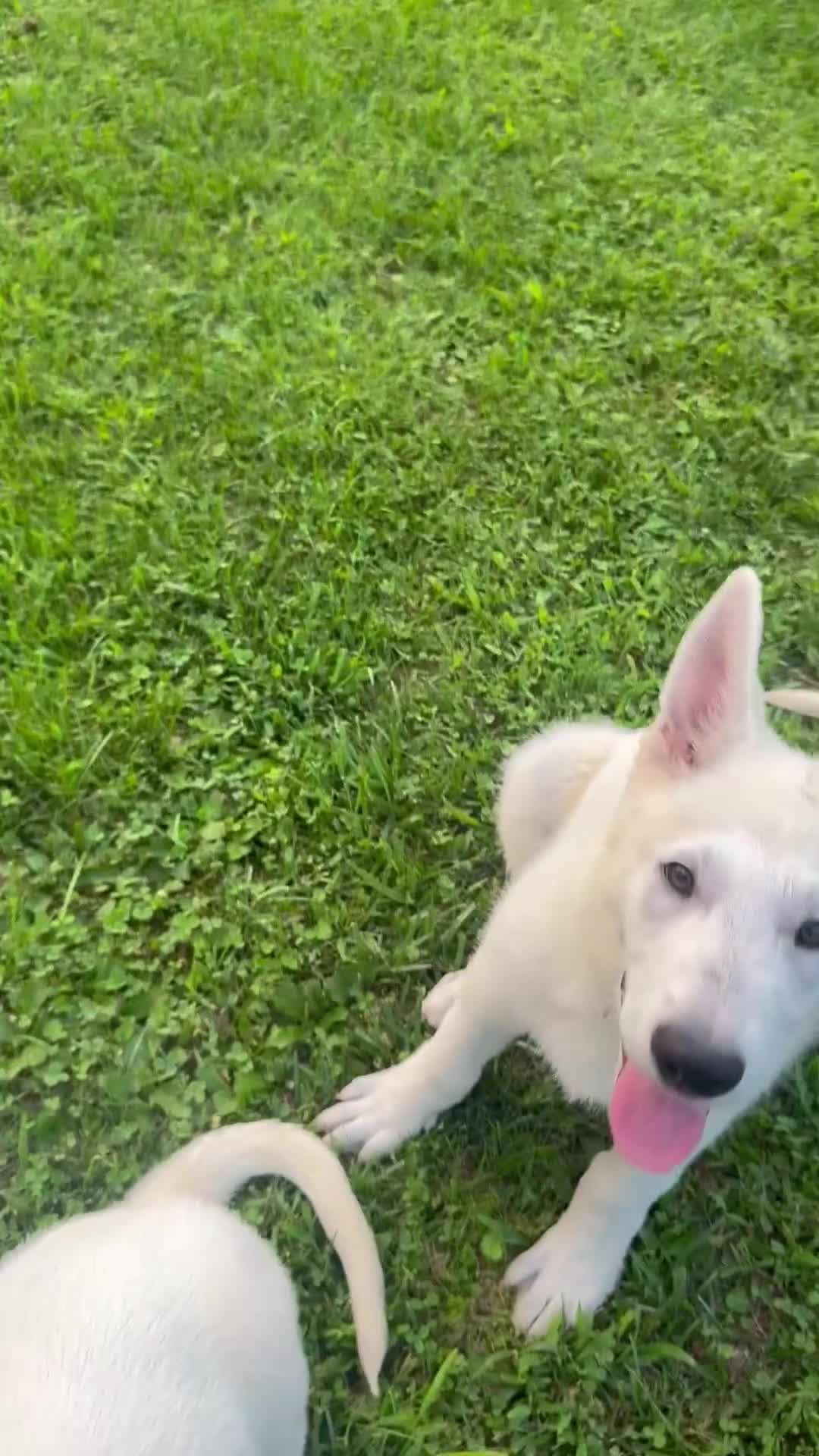 German Shepherd dogs for sale: Fonzy - Video 1